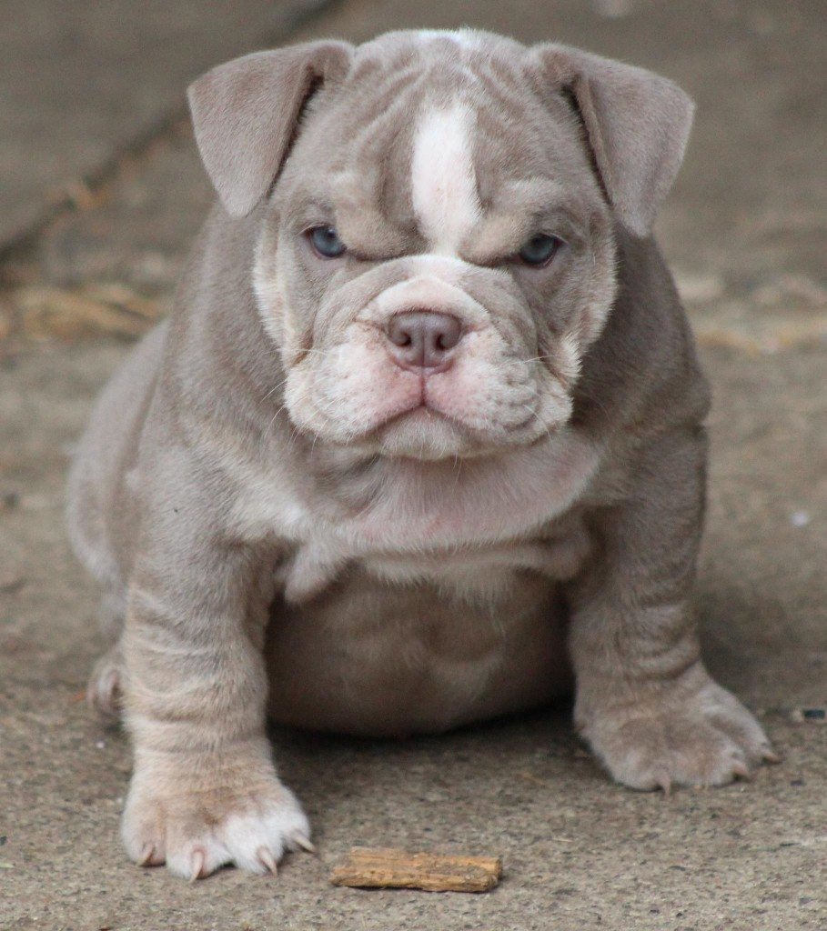 British bulldog puppy ! aww