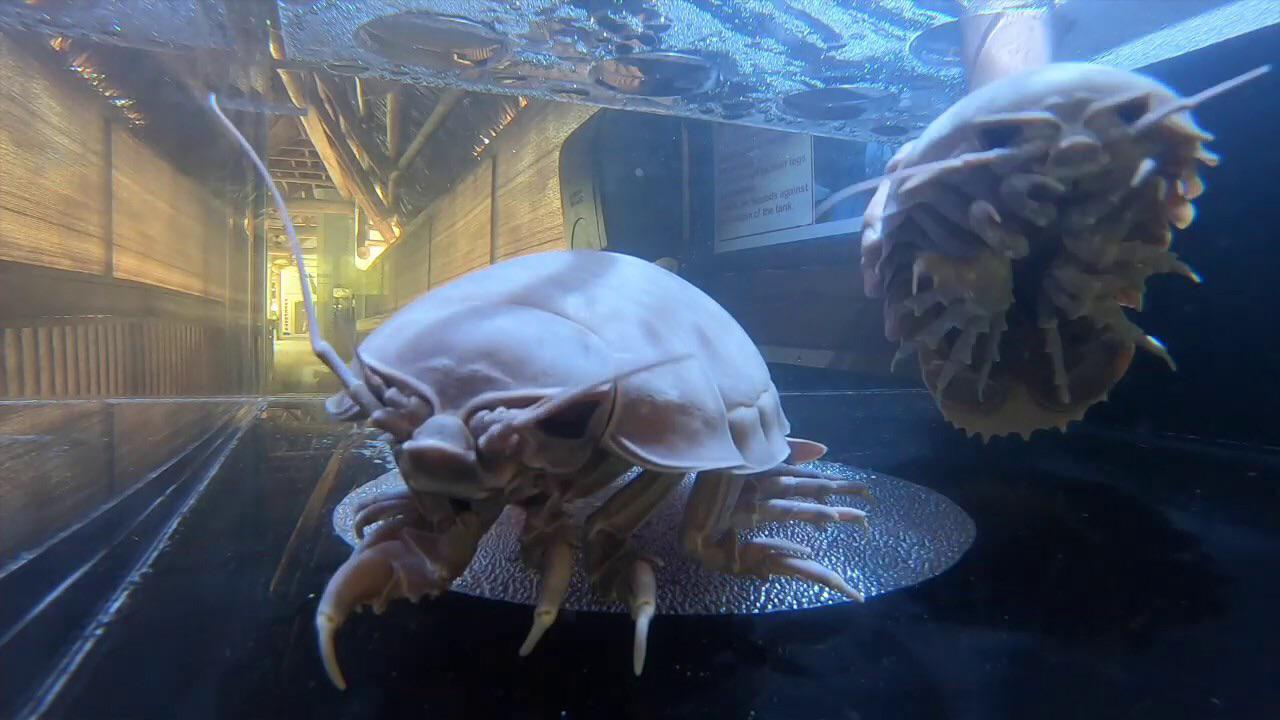 Question how can these Deep sea isopods (bathynomus giganteus) be kept