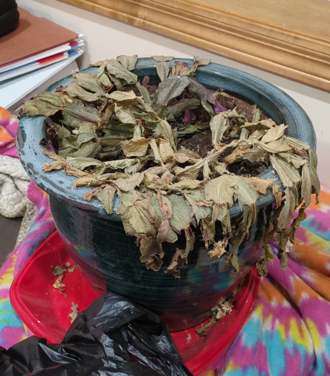 Is there a way to revive a dead Christmas cactus? r/plantclinic