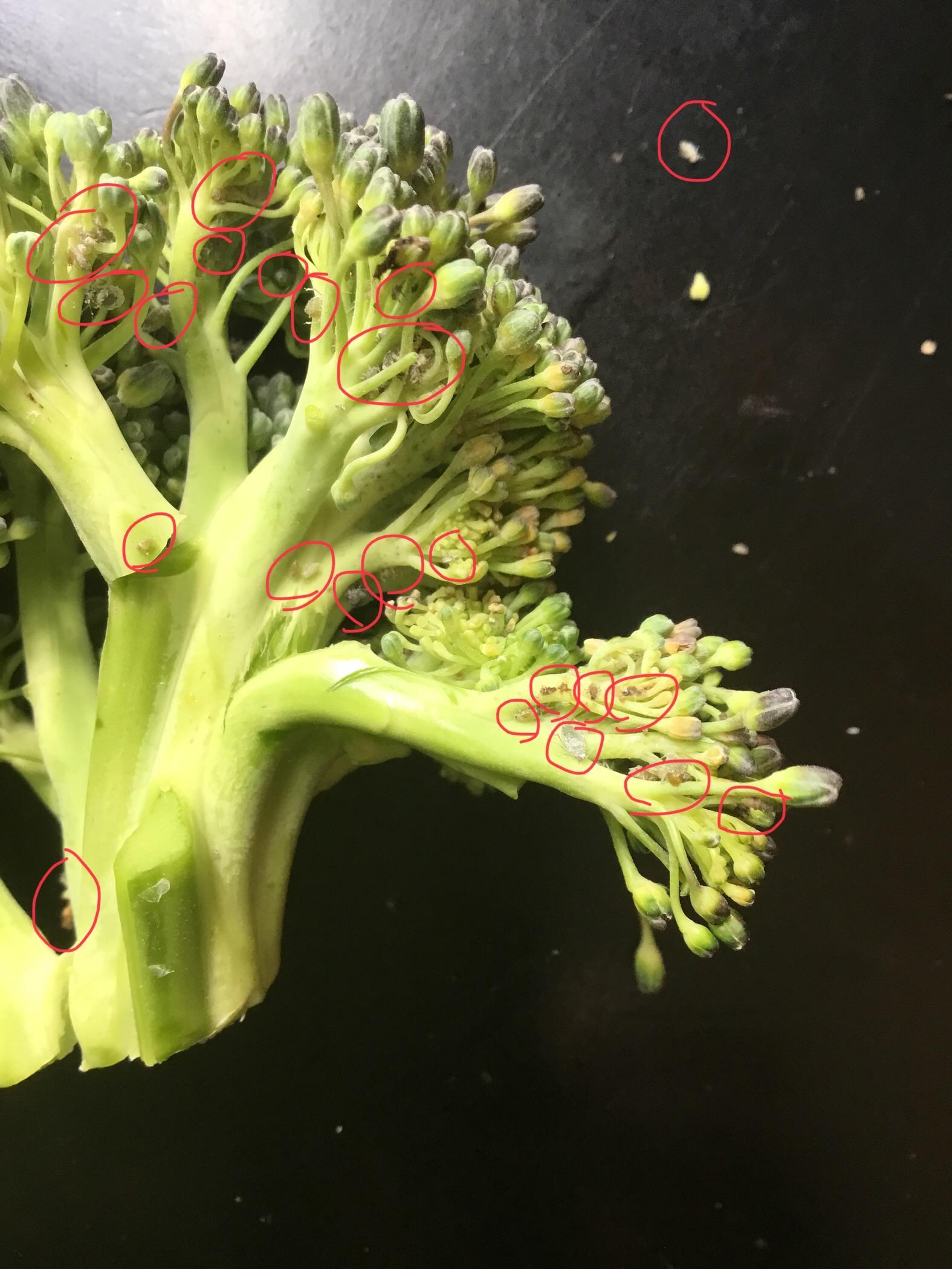 Black Aphids On Broccoli