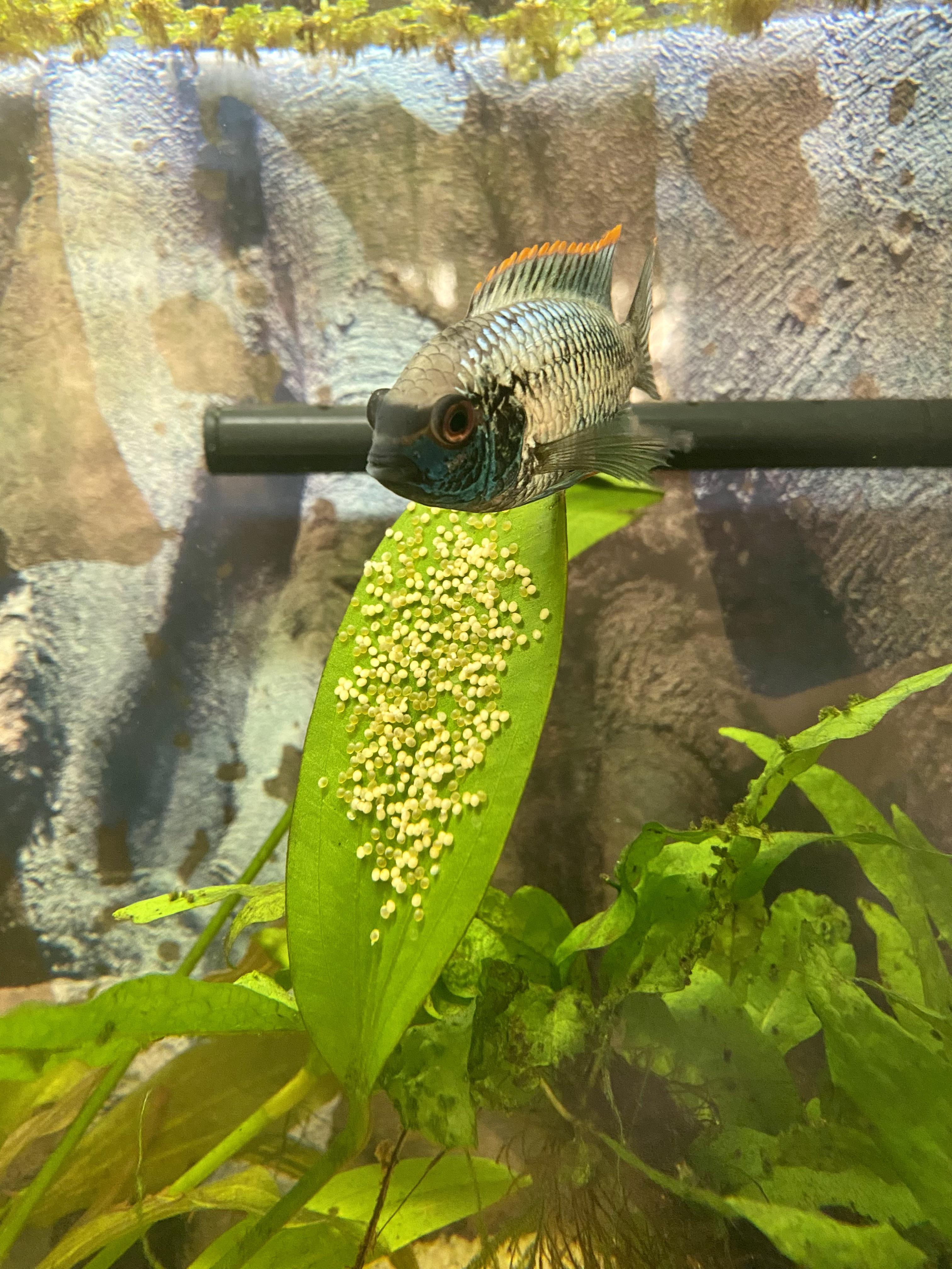🔥Electric blue Acara guarding its eggs r/NatureIsFuckingLit