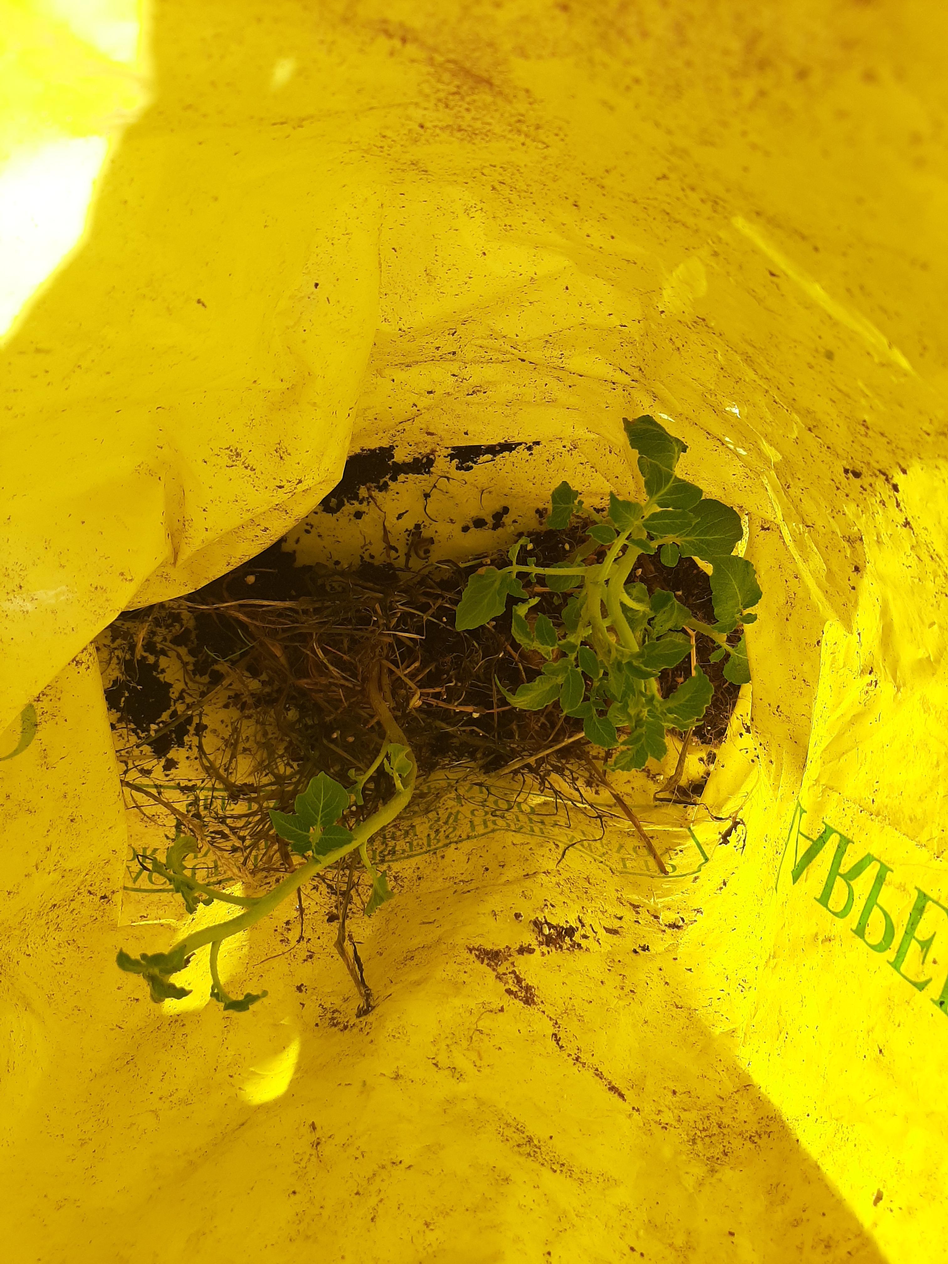 Potatoes sprouted in an empty compost bag r/gardening