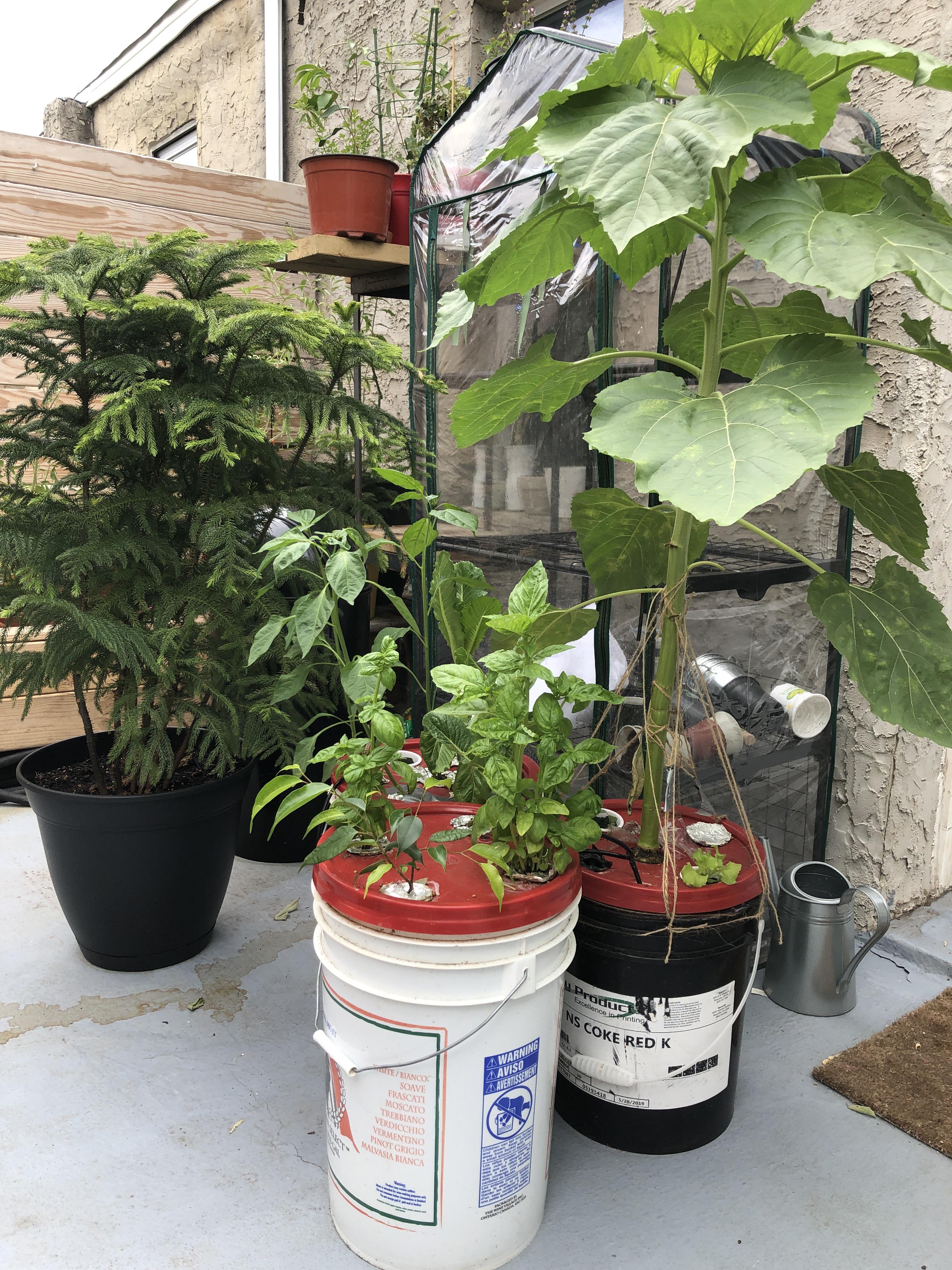 Nothing fancy. Just a 5 gallon DWC buckets with a little air pump. The