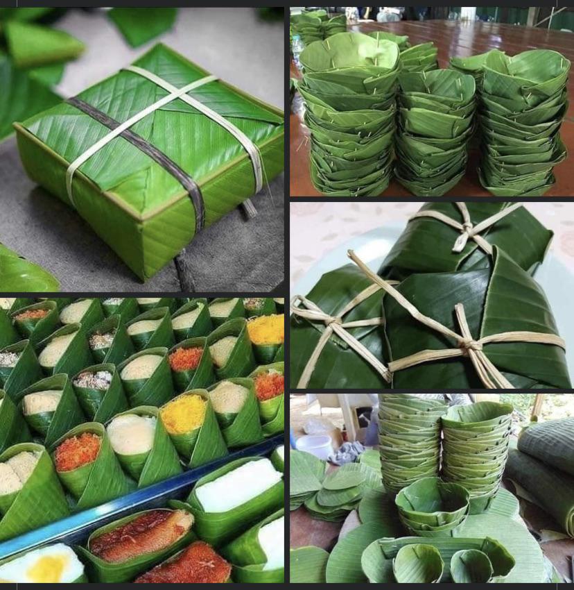 Banana Leaf Packaging Machine Banana Leaf Wikipedia However, the