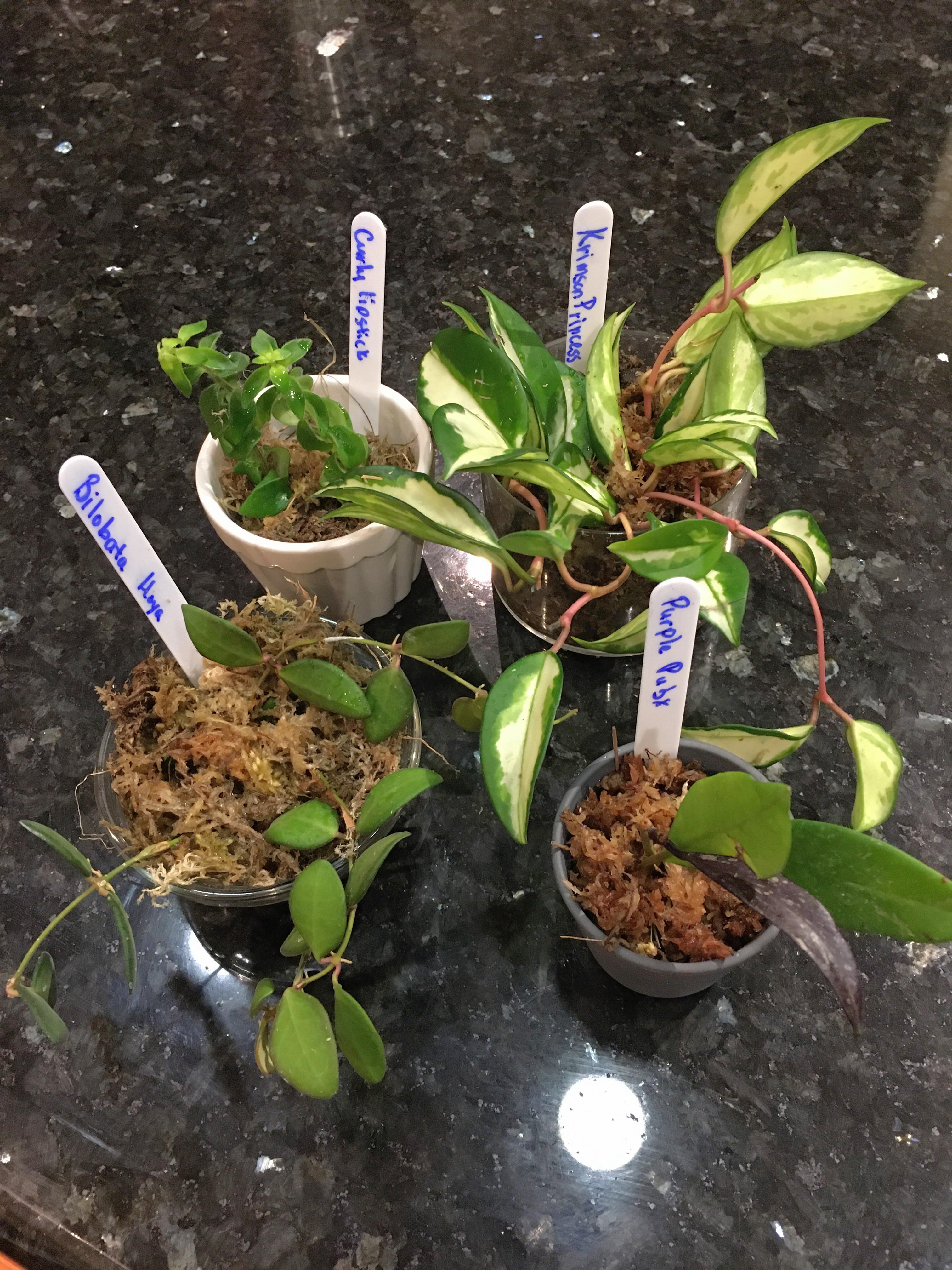 Amazing 5 star trade 🌟🌟🌟🌟🌟 with u/layinglowfornow. They sent 3