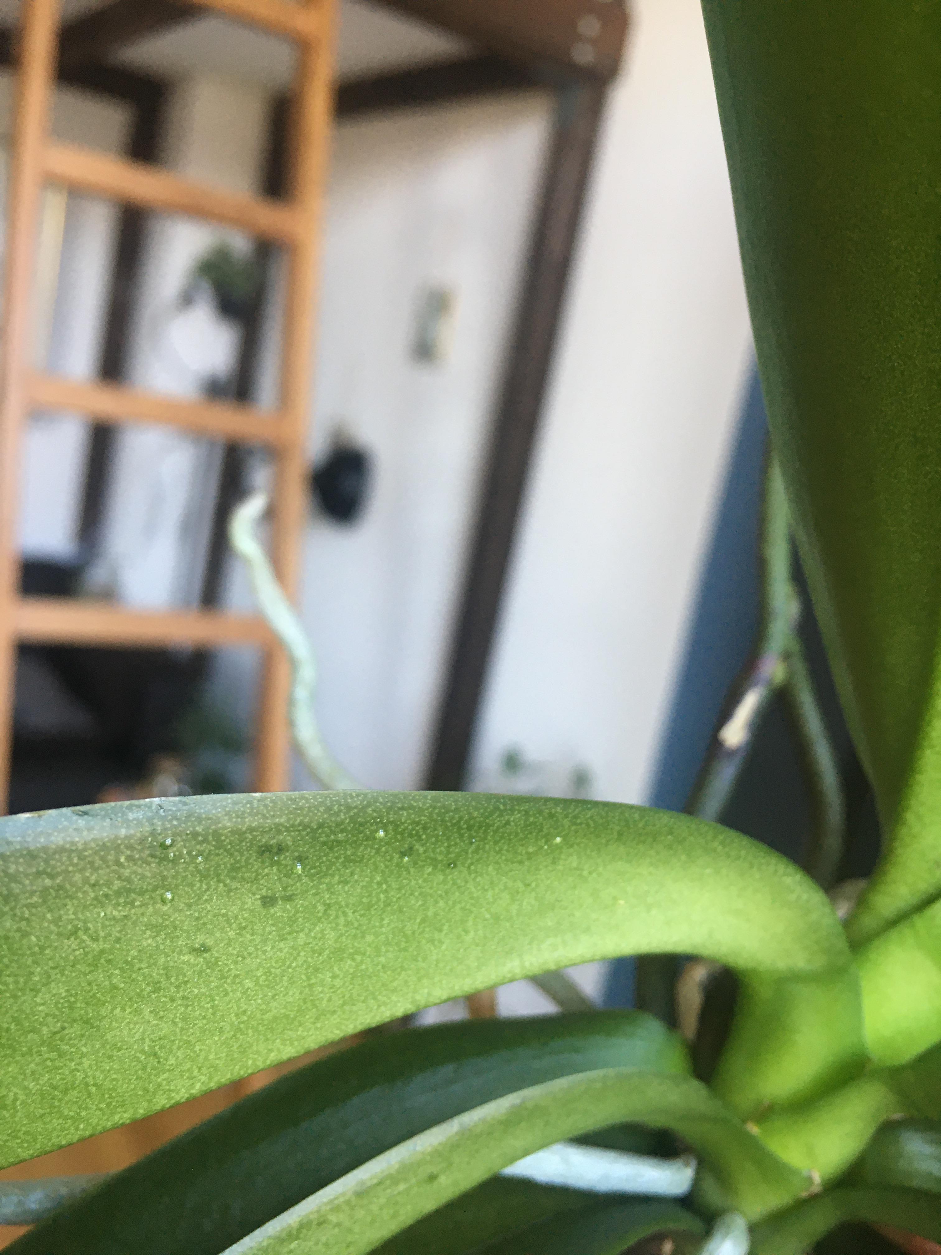 Sticky residue on the leaves. I checked for any bugs 100x already and