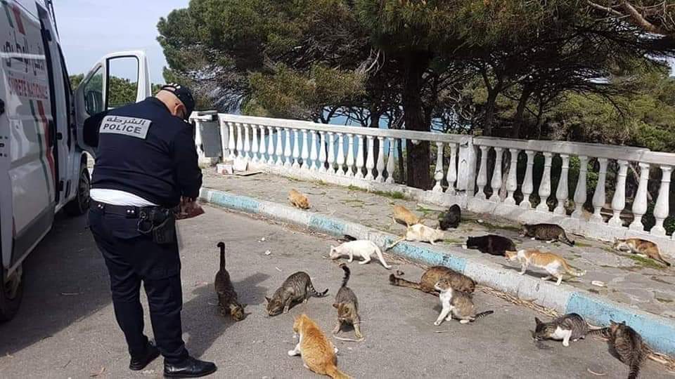 The Moroccan police feeding stray cats during lockdown r/pics
