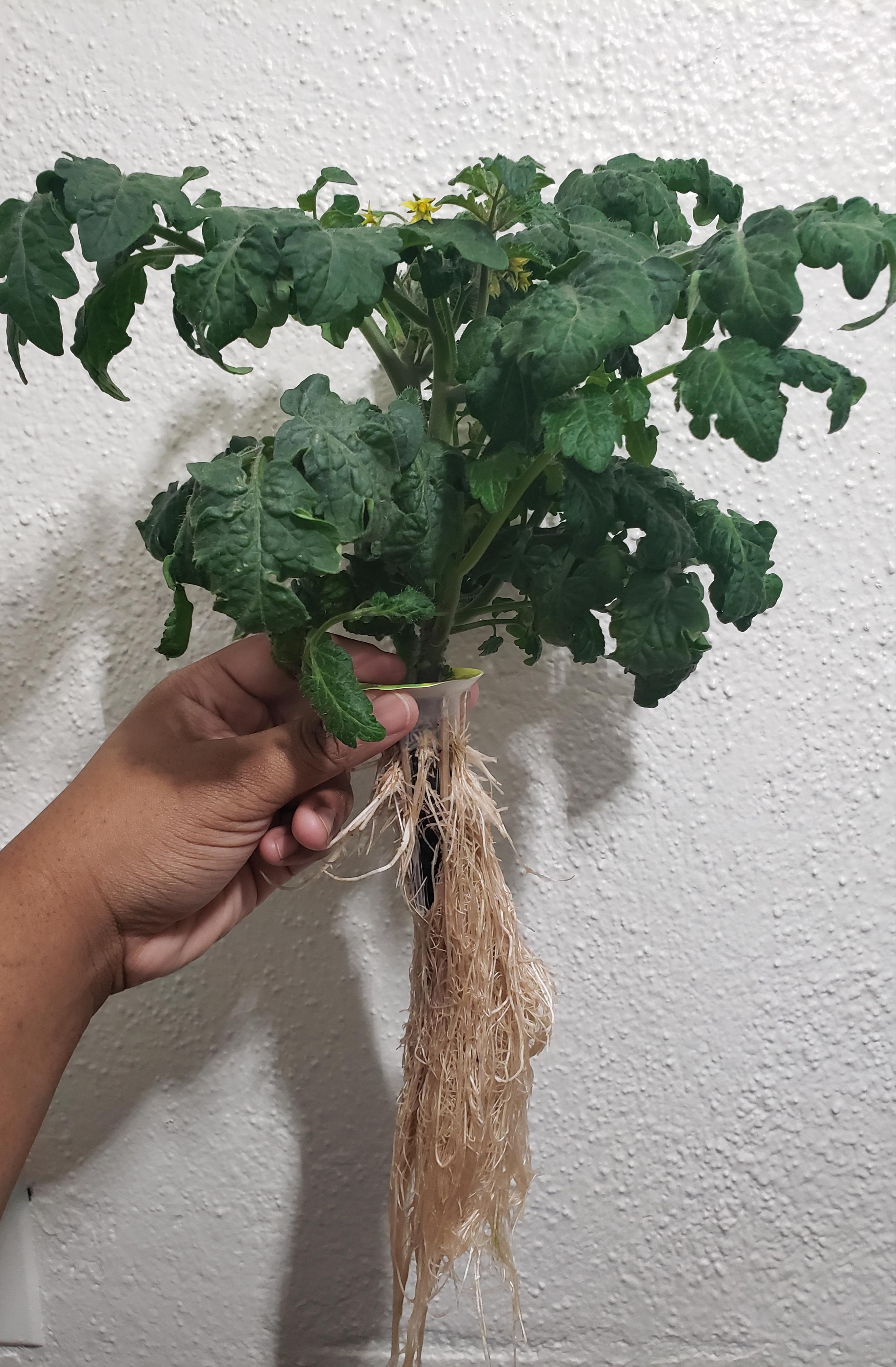 AeroGarden Tomato Root System r/aerogarden