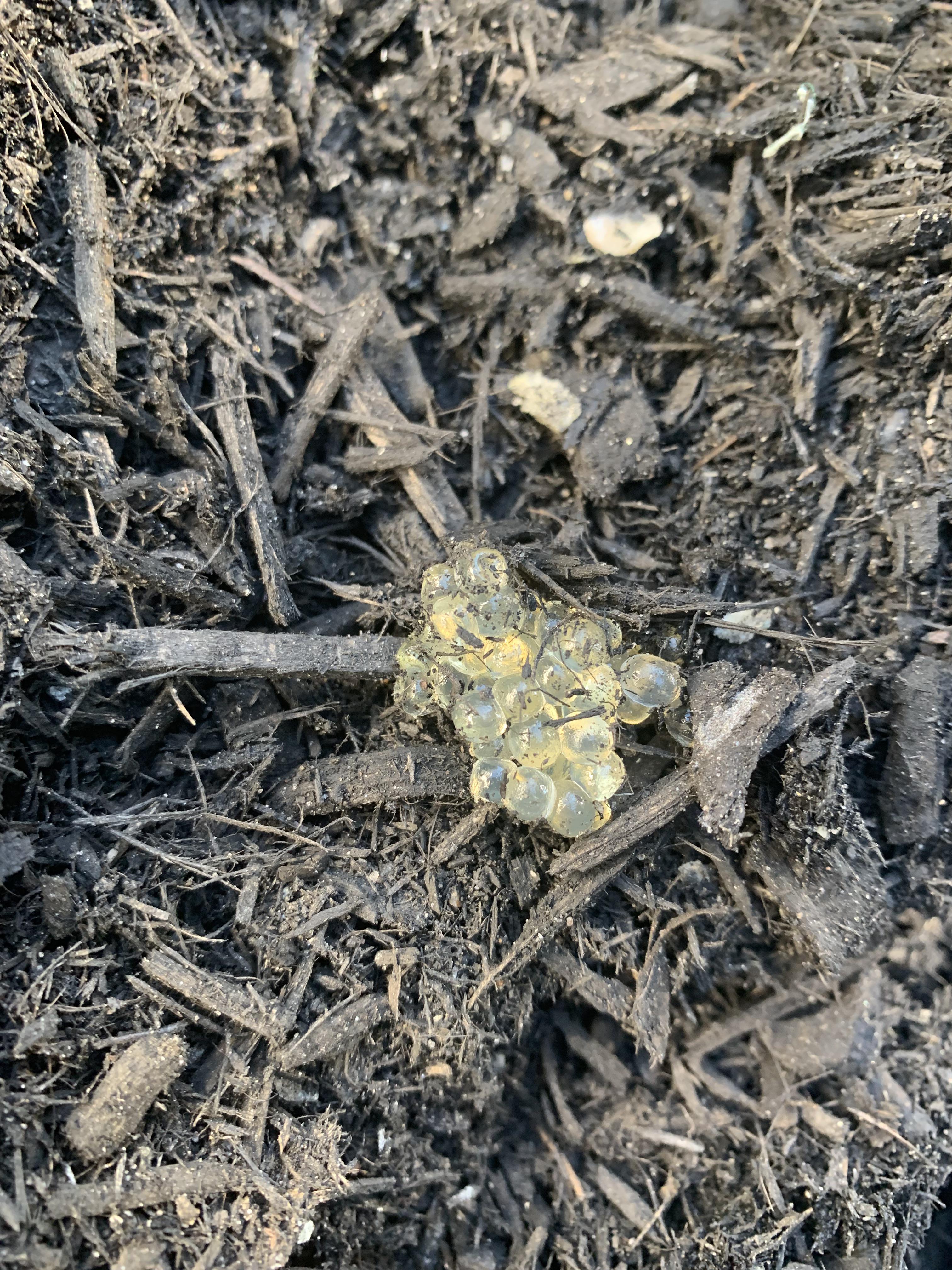 What bug laid these eggs in my pile of mulch, the whole clump the size