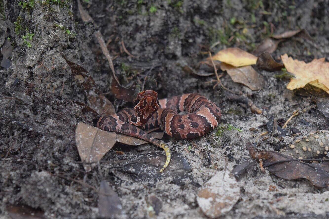 Juvenile Cottonmouth (Agkistrodon piscivorus) Southern Mississippi r