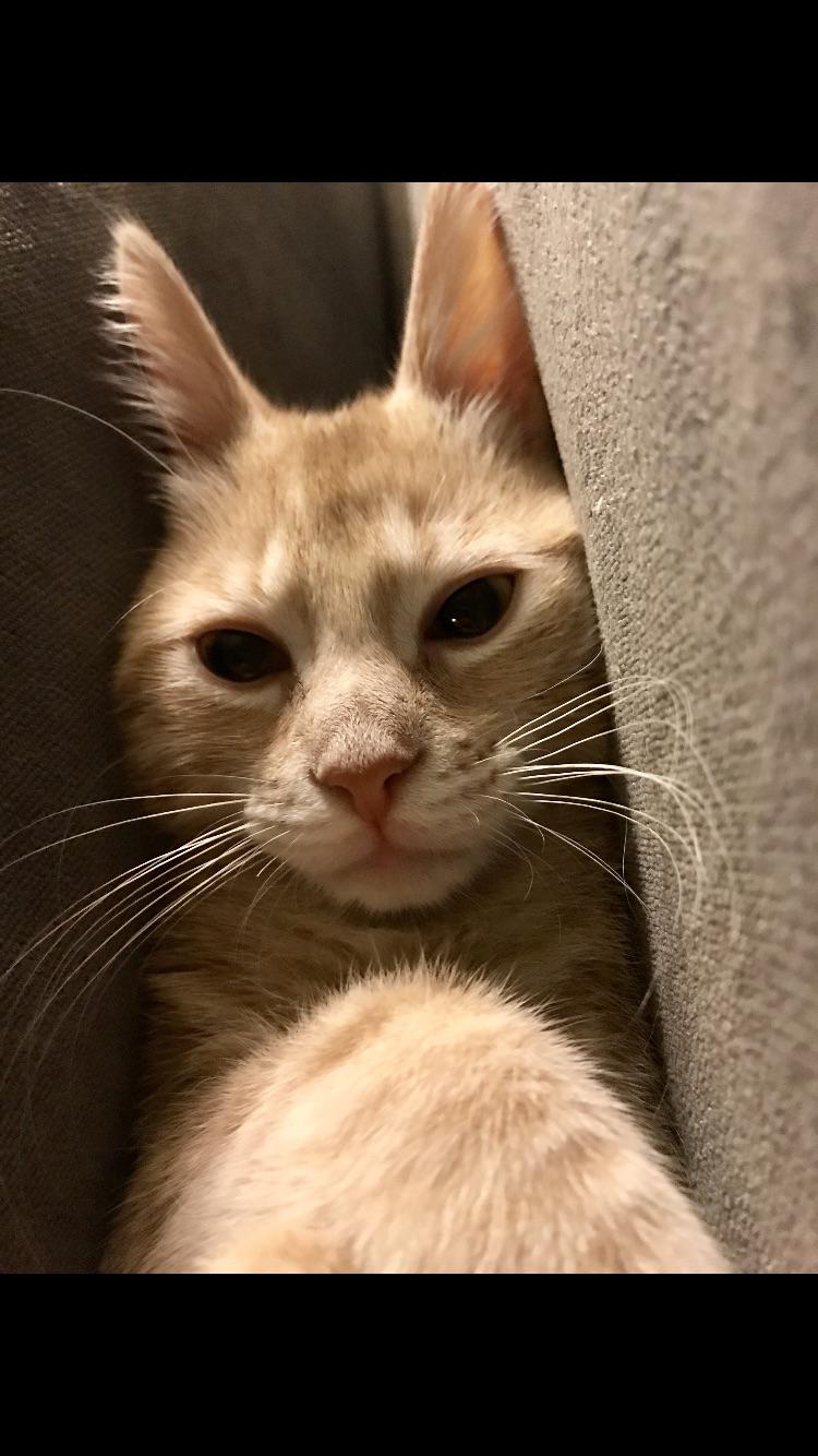 Do baby bunnies usually purr so much? r/cats