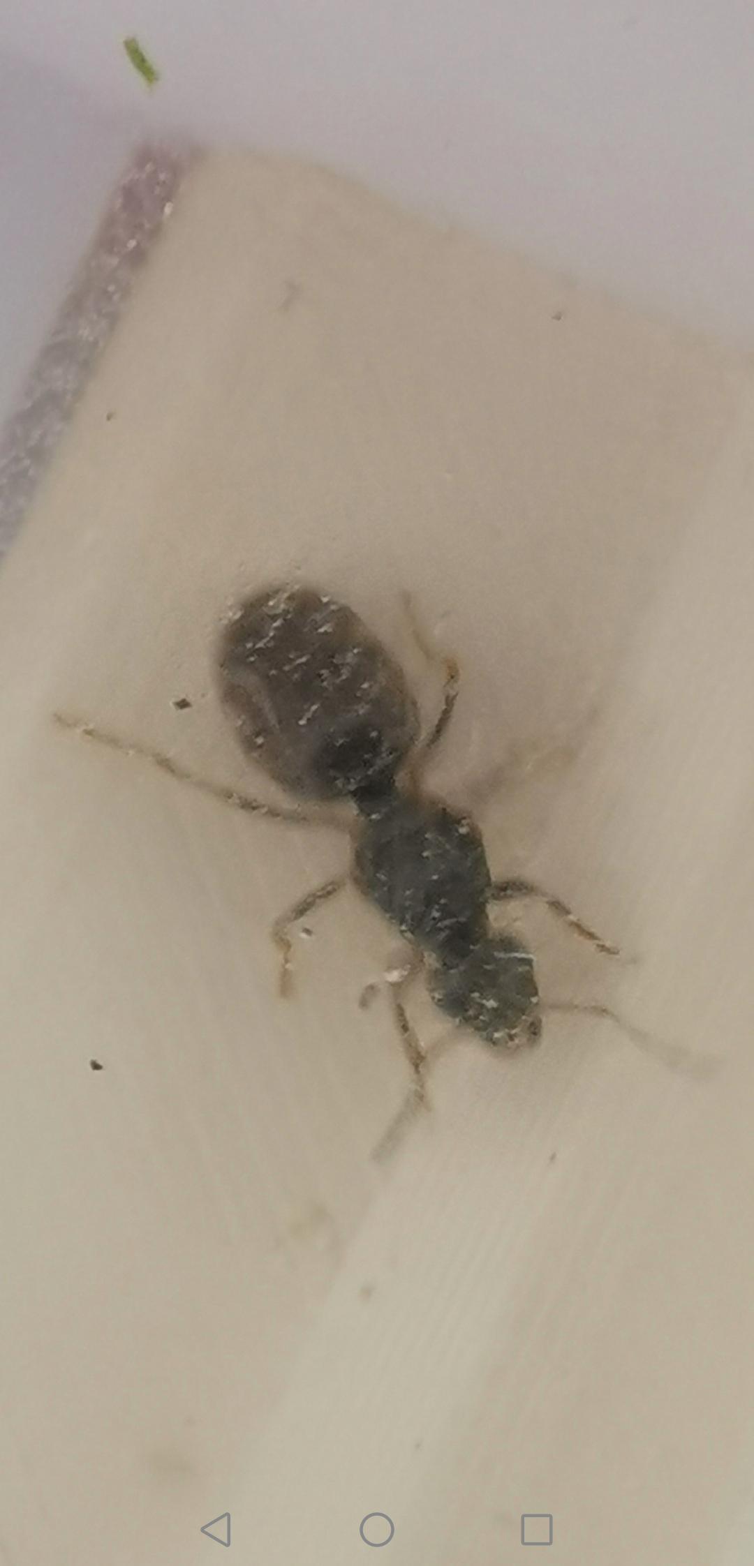 Caught I the UK Lancashire could anyone tell if they are a Queen has no