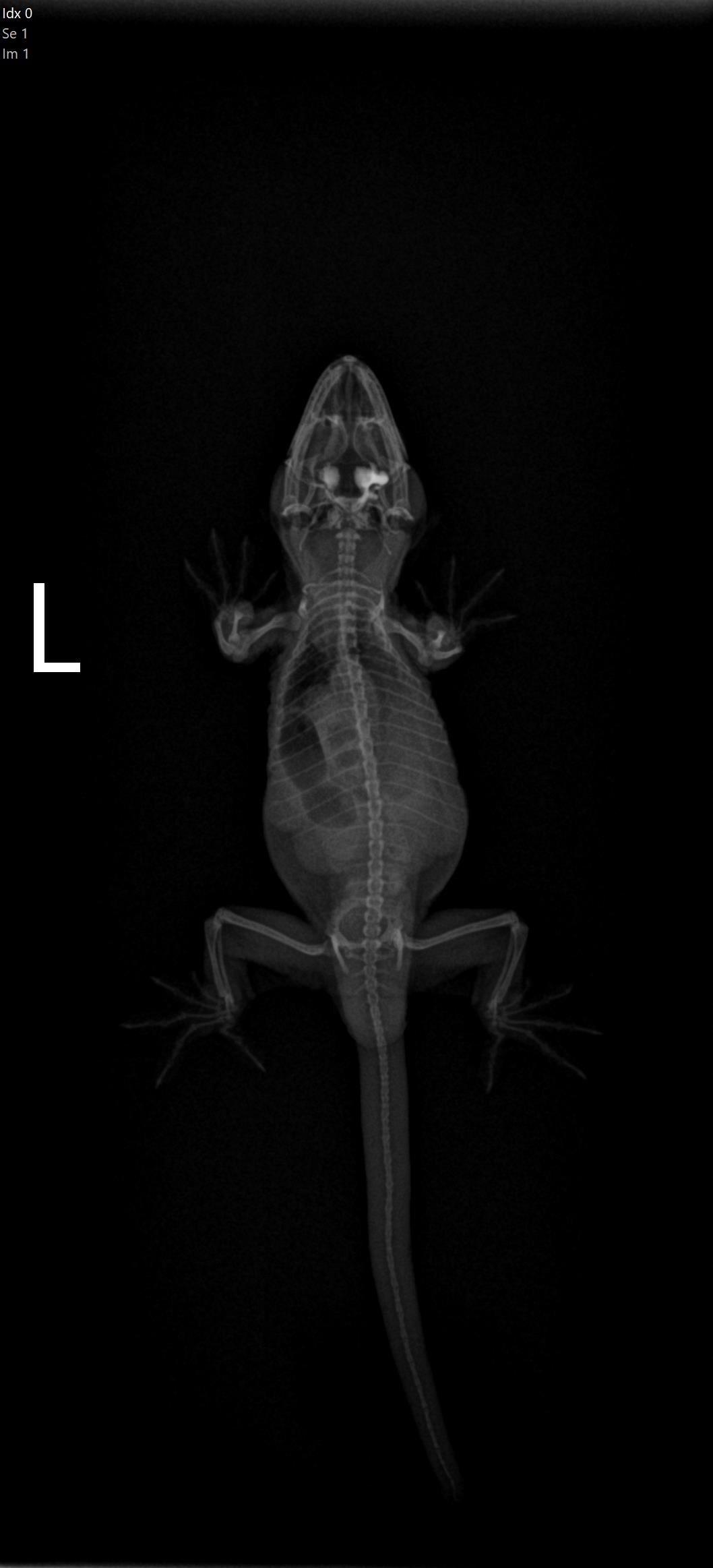 I thought someone might enjoy a crested gecko Xray! geckos