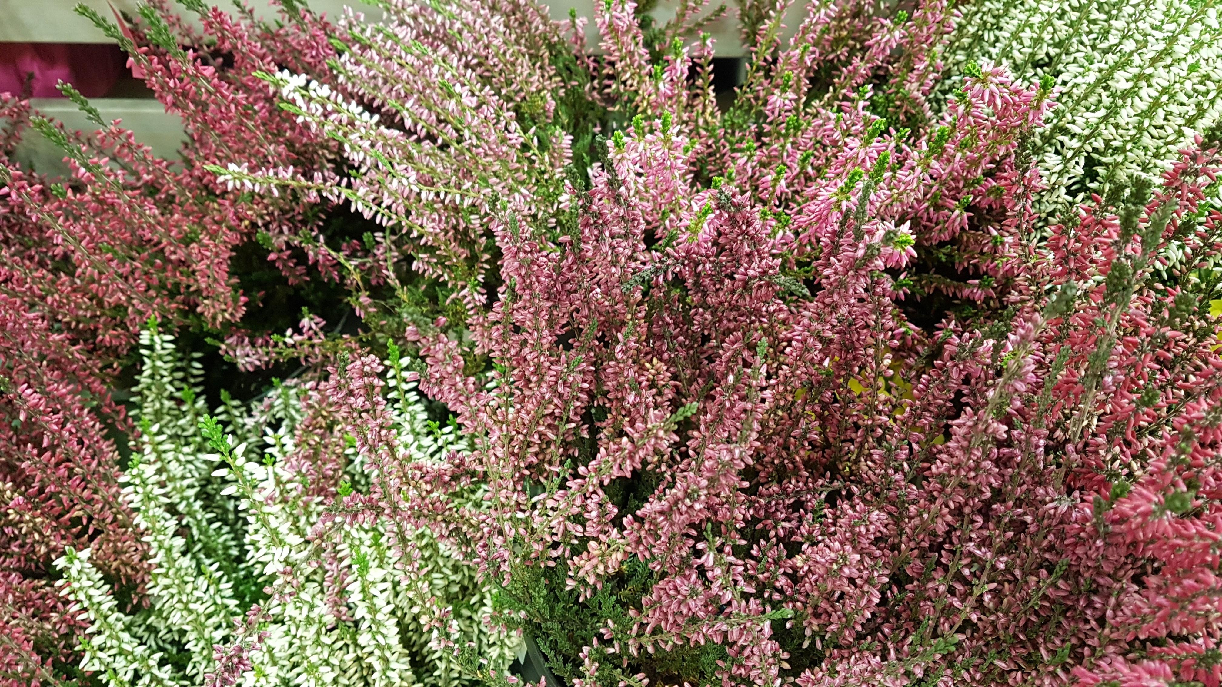 Houseplant found throughout Italy r/whatsthisplant