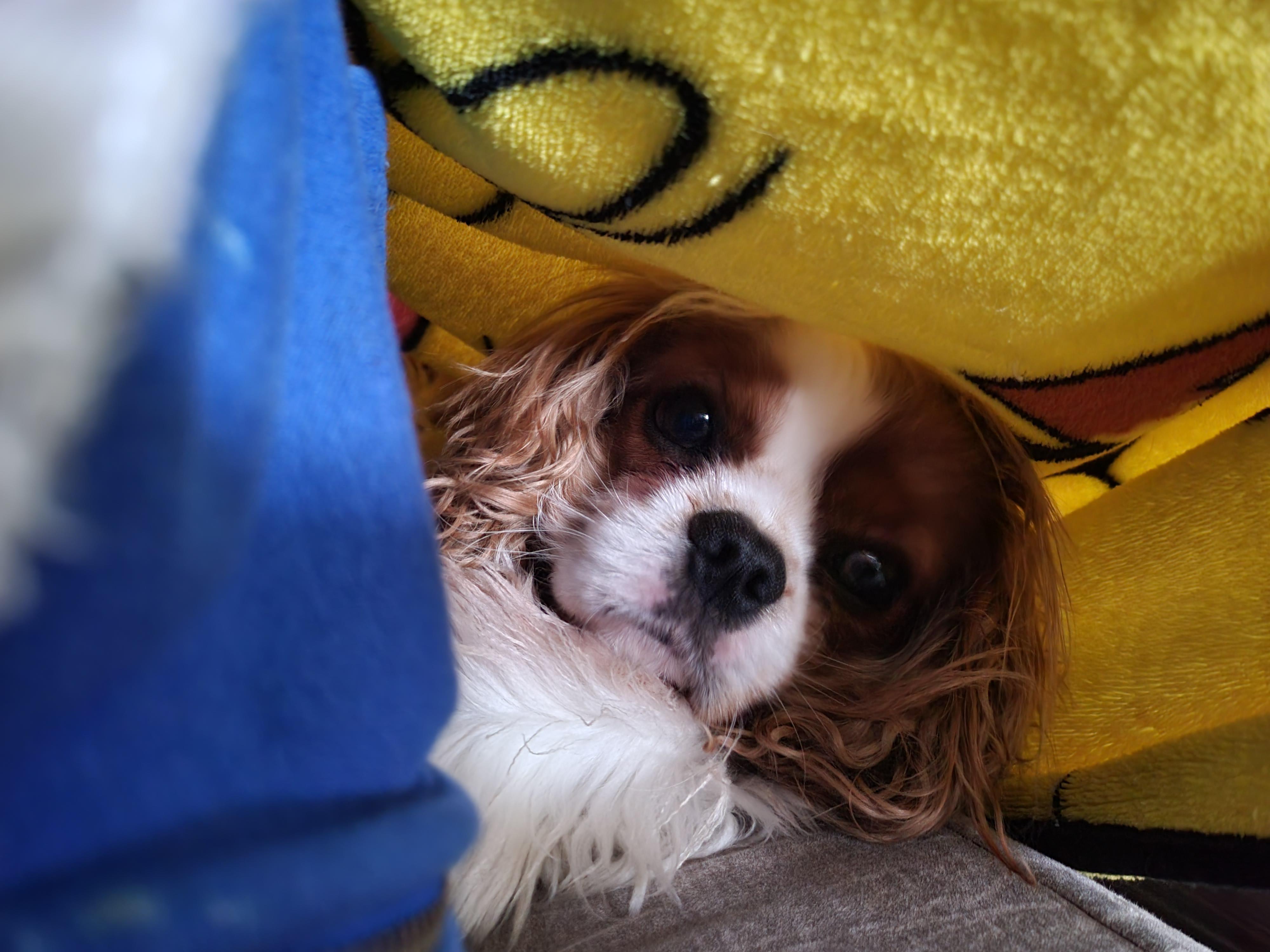 Come snuggle under the covers!! r/cavaliers