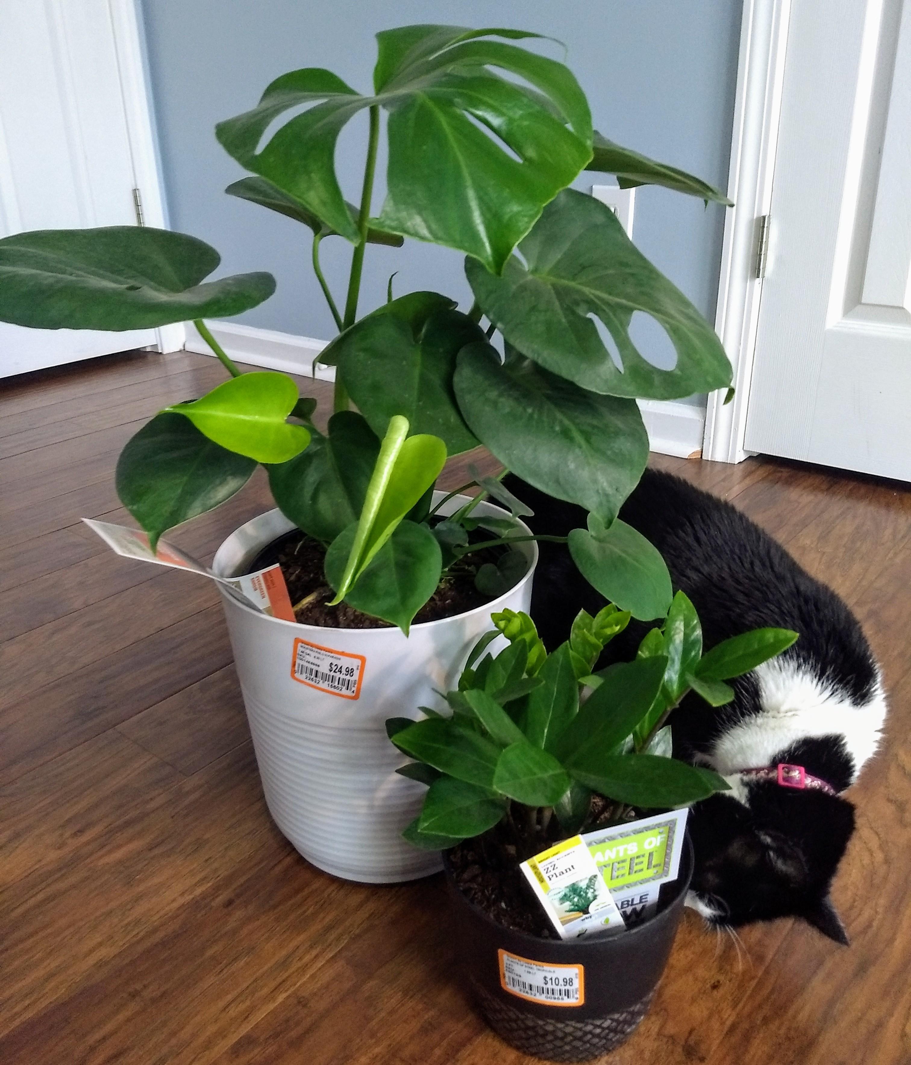 Look at what i found at Home Depot!!!!!!! r/houseplants