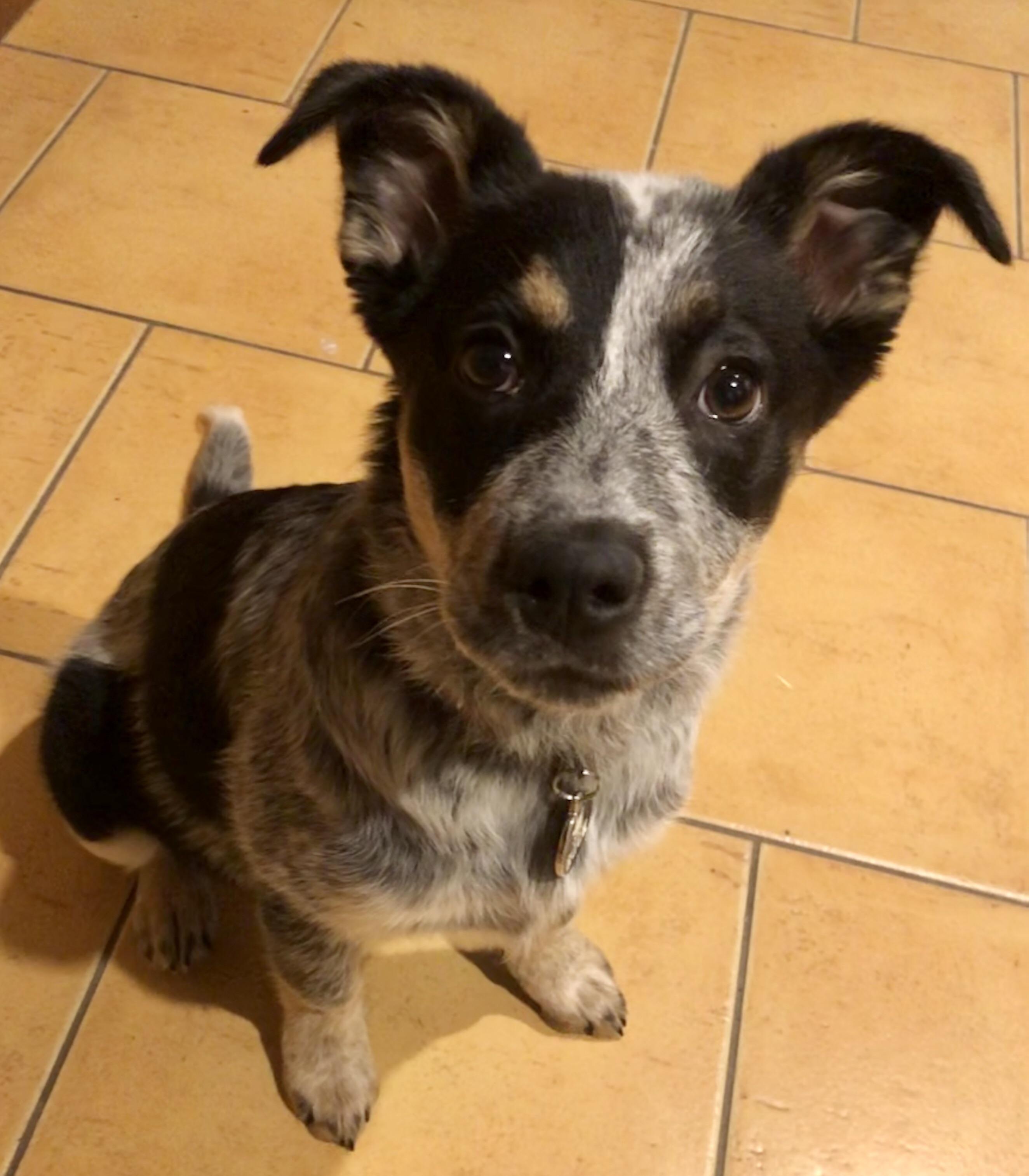 Australian Cattle Dog Mix With Border Collie