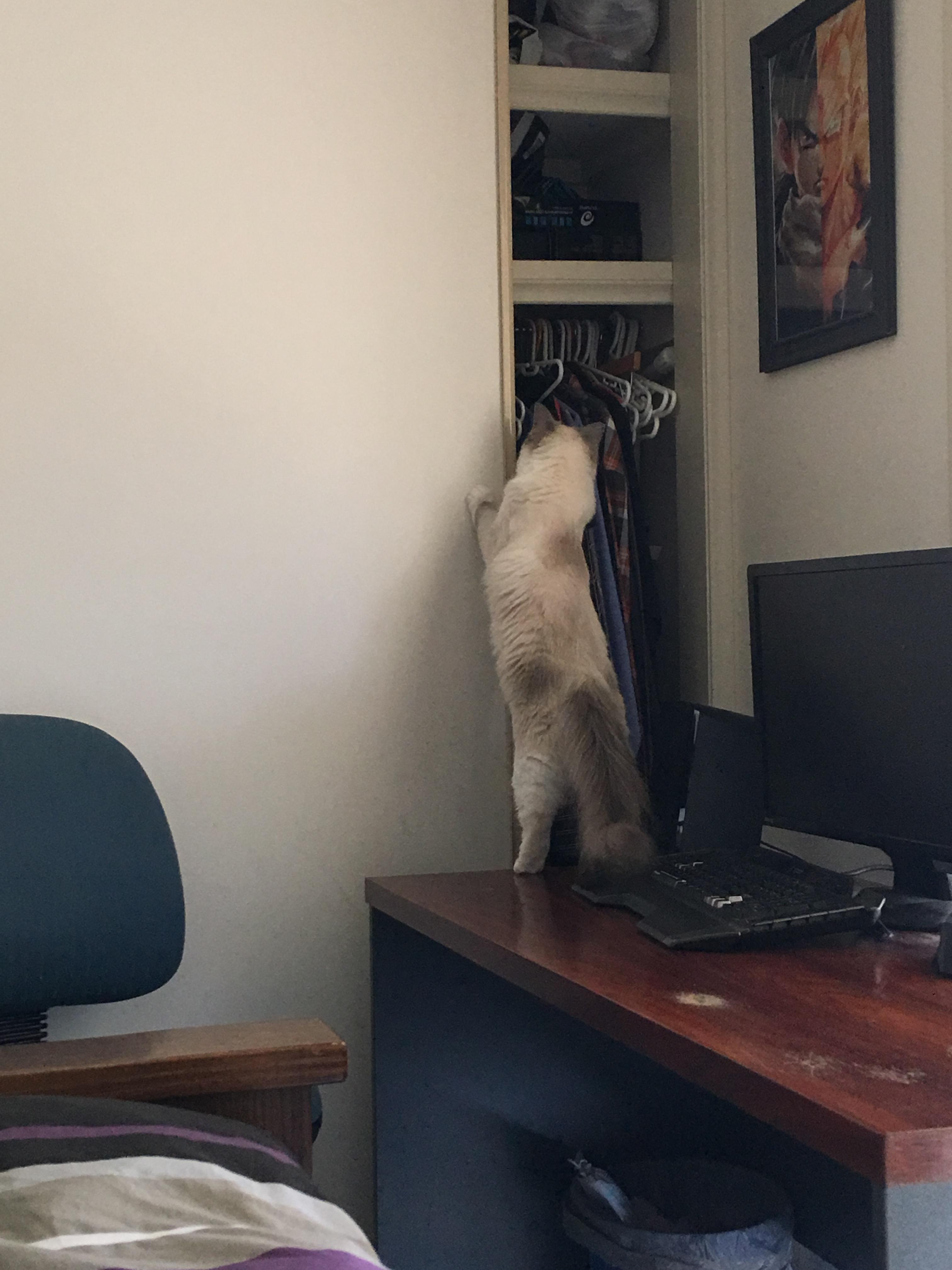 Ragdoll cat coat is getting darker and dark spots ? r/ragdolls