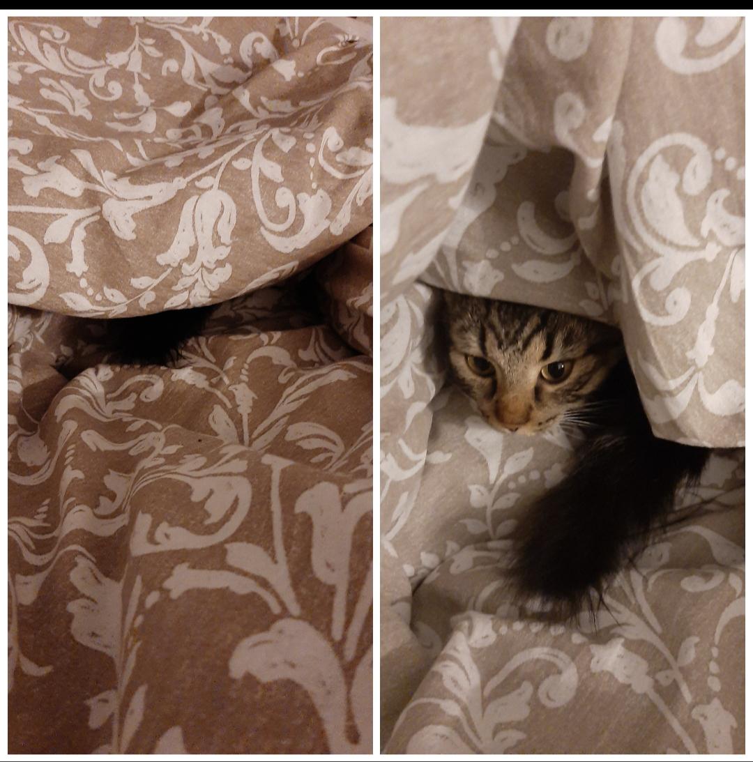 This is the best thing you can find under a blanket. r/wholesome