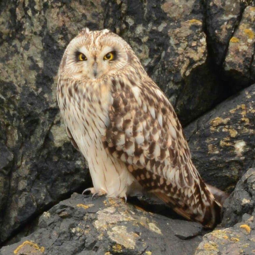My friend sent me pics of some short eared owls living in my town