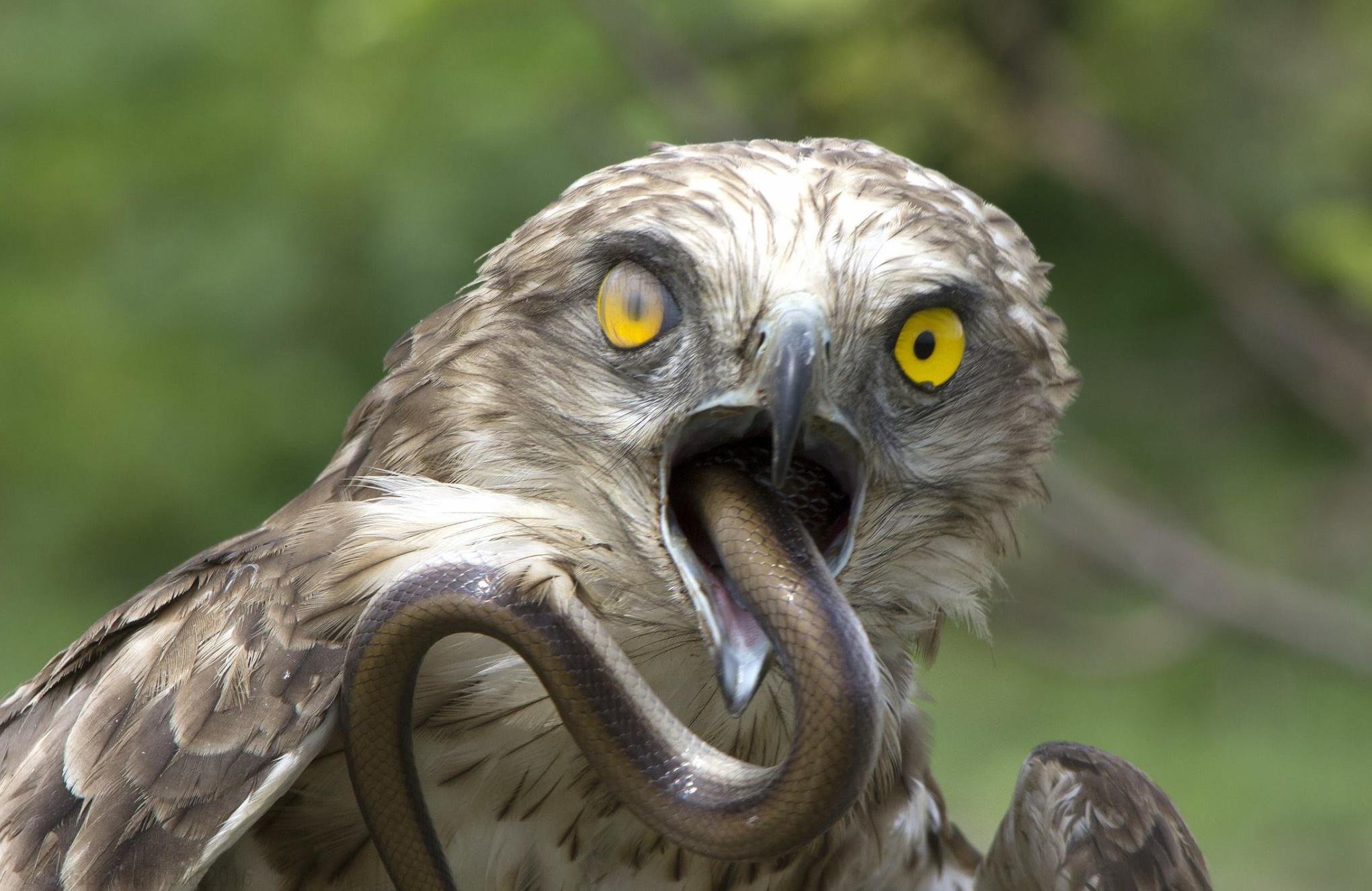 Hawk Eating Snake
