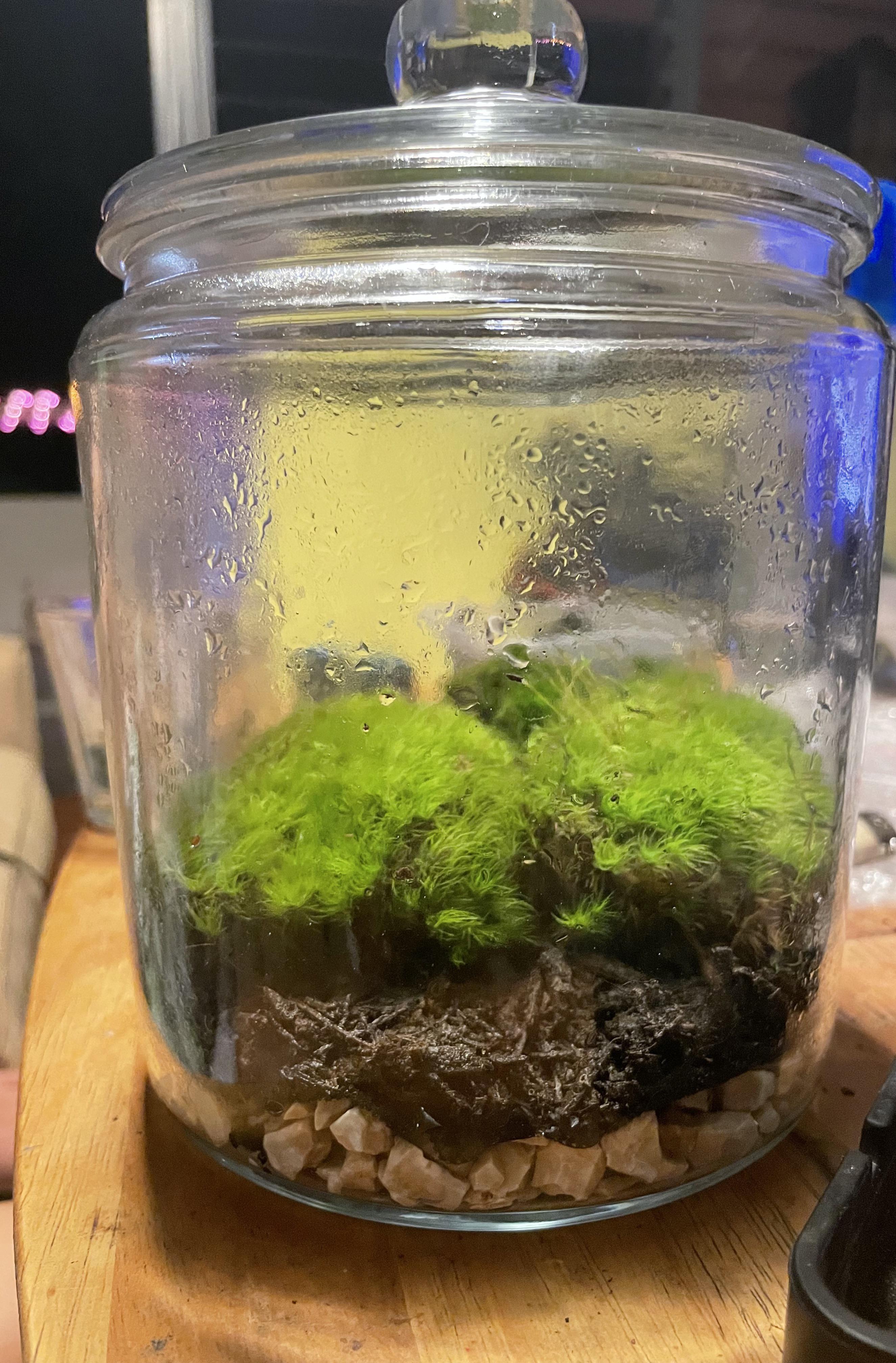 First attempt at keeping moss alive r/Mossariums