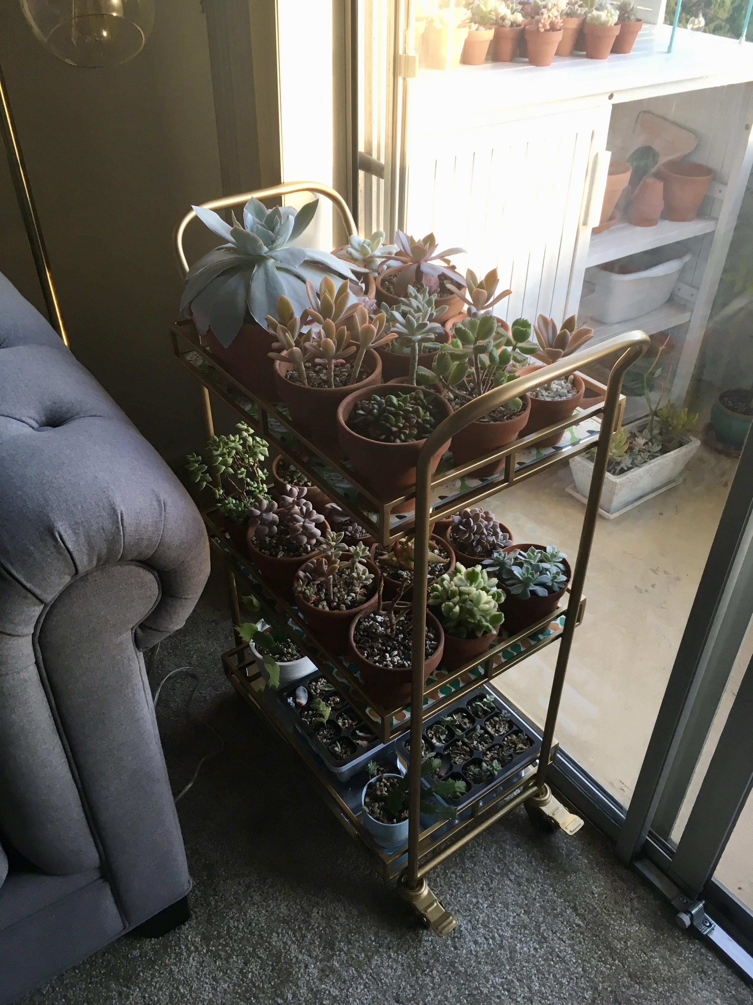 Bar cart? Plant cart. r/succulents