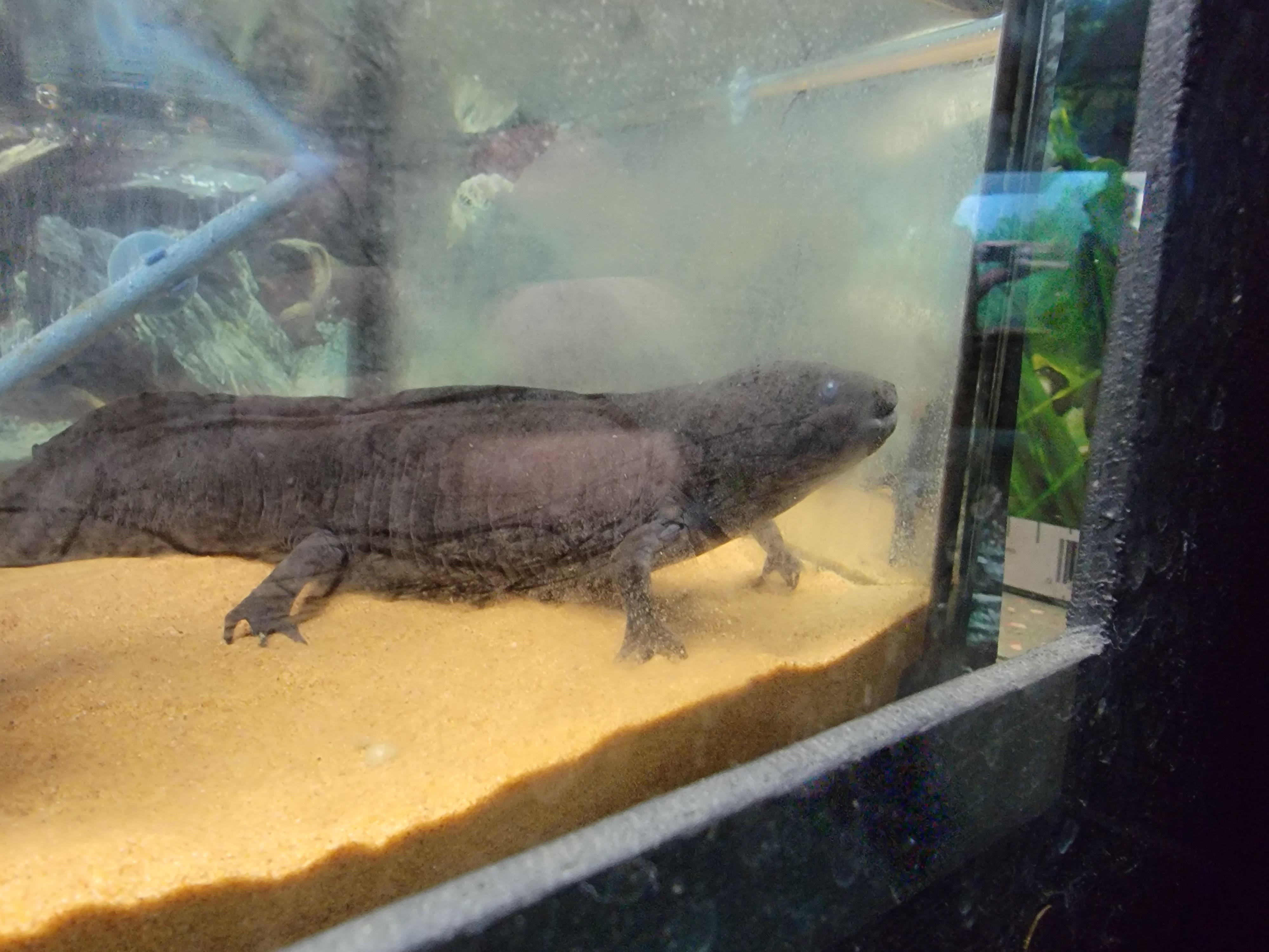 Cape May Zoo Axolotl... in a 5 gallon enclosure... shittyaquariums