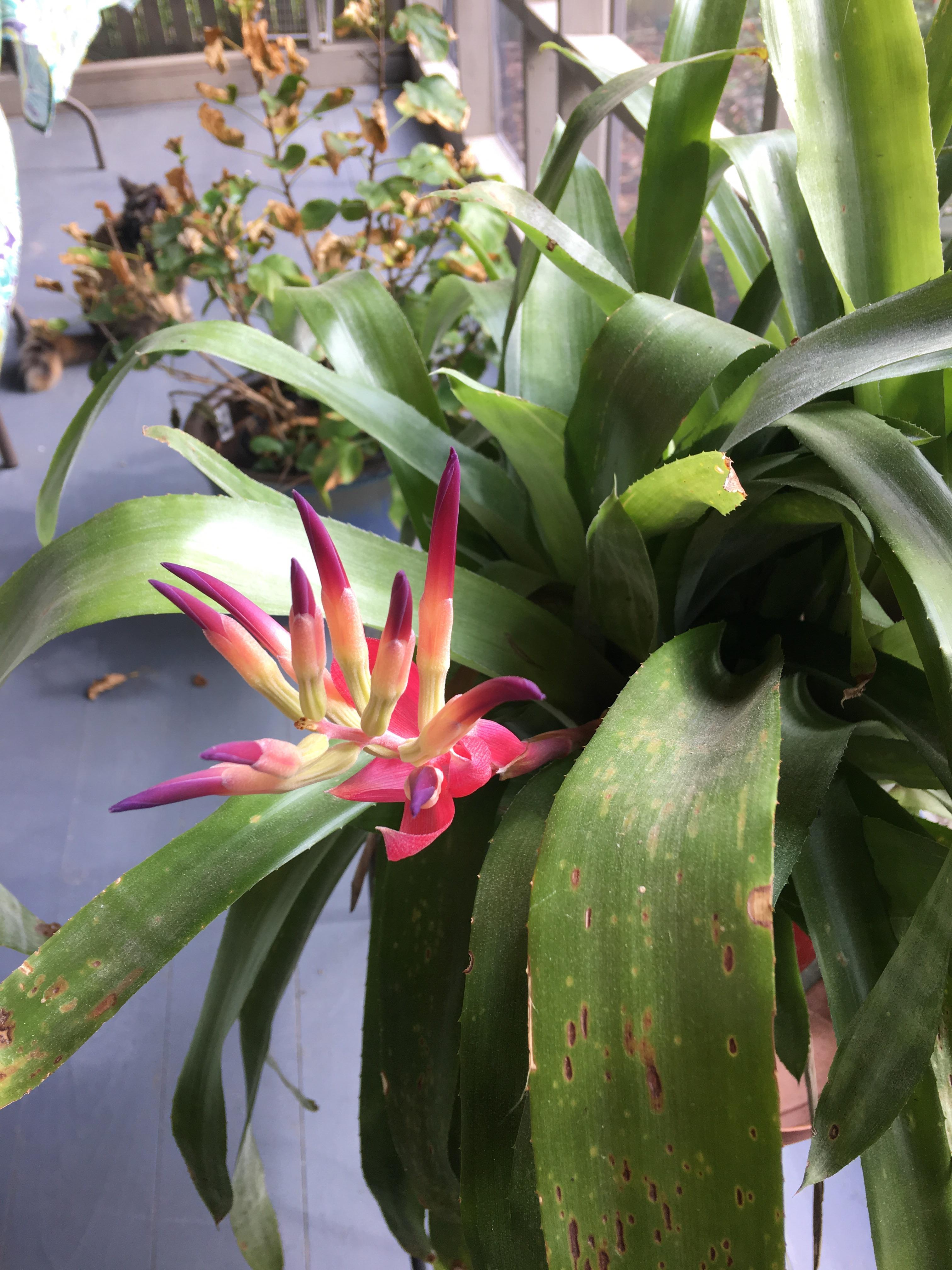My mom got this plant as a gift and was wondering if