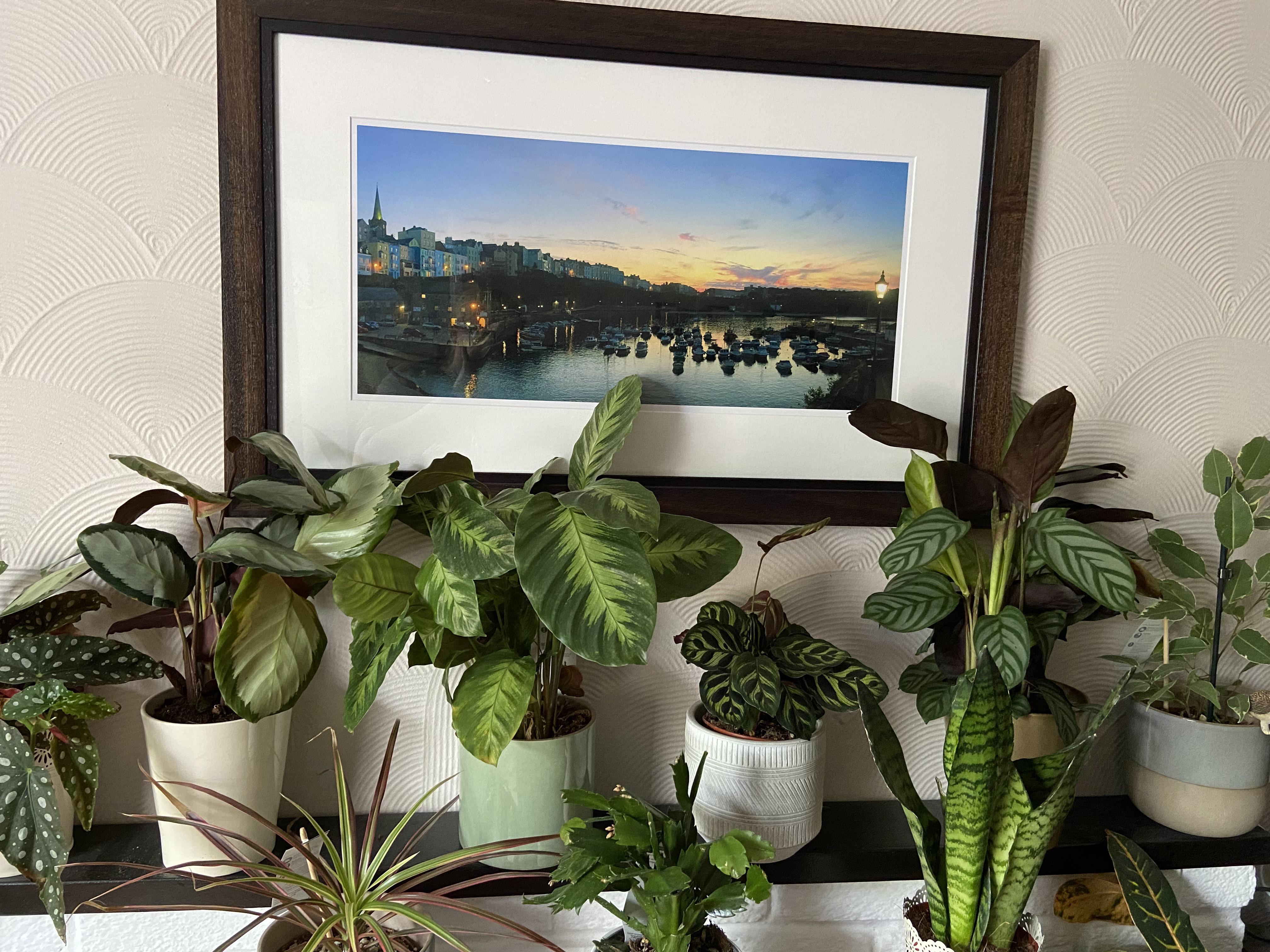 Husband didn’t understand why had to rearrange all my plants after