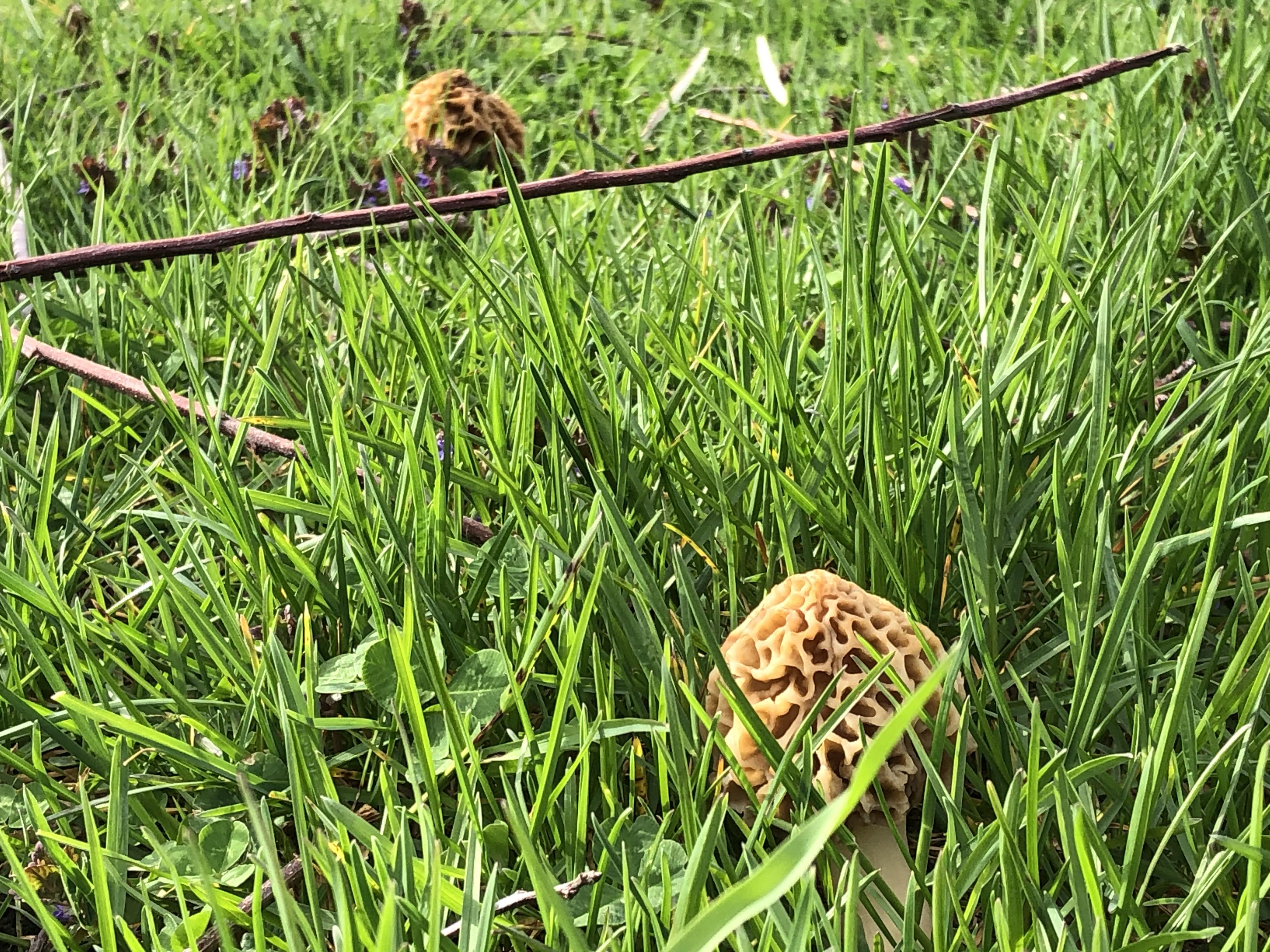 Are these morels? Eastern CT under a apple tree r/MushroomPorn