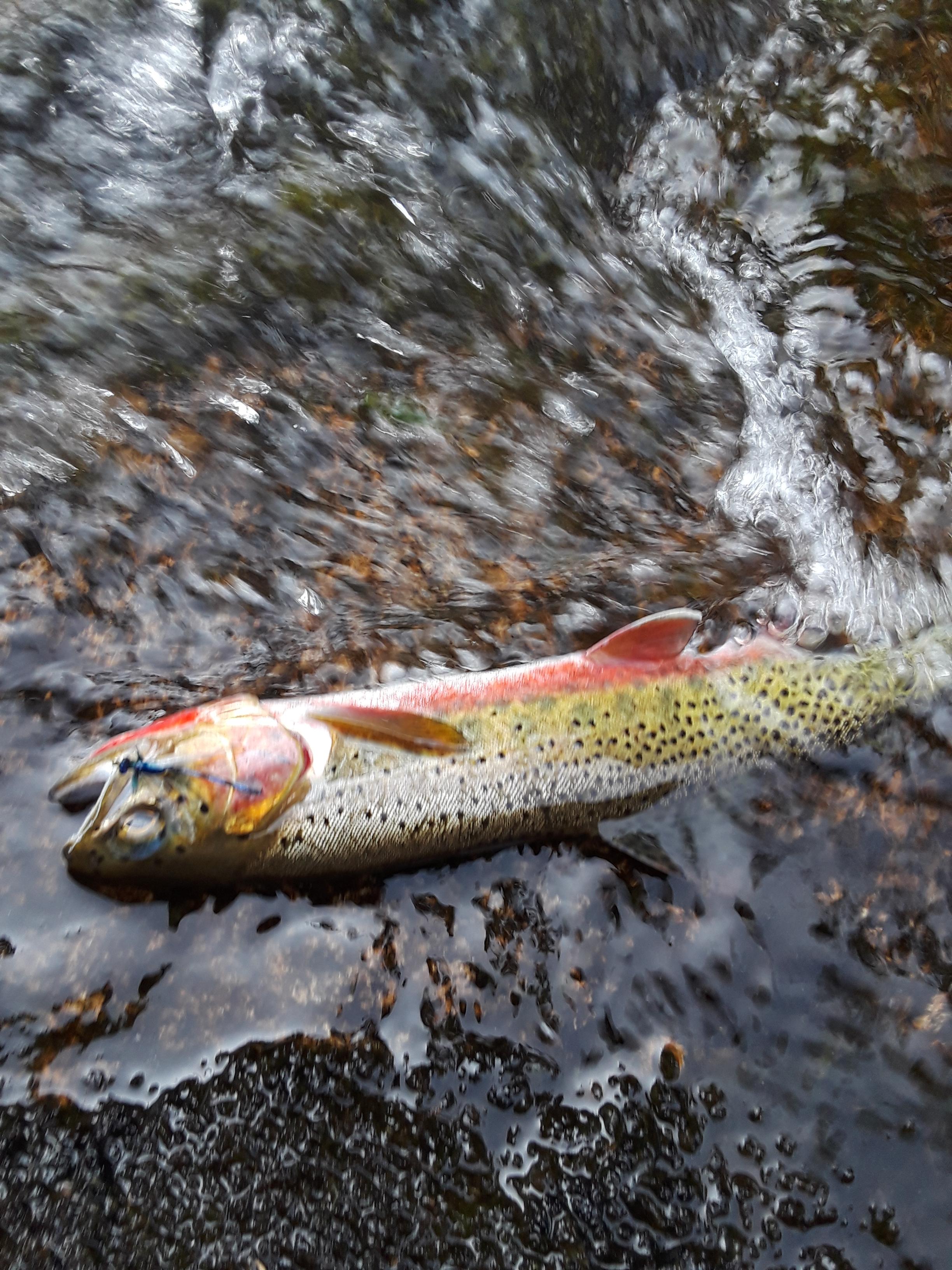 Question for experts about keeping the fish wet. r/troutfishing