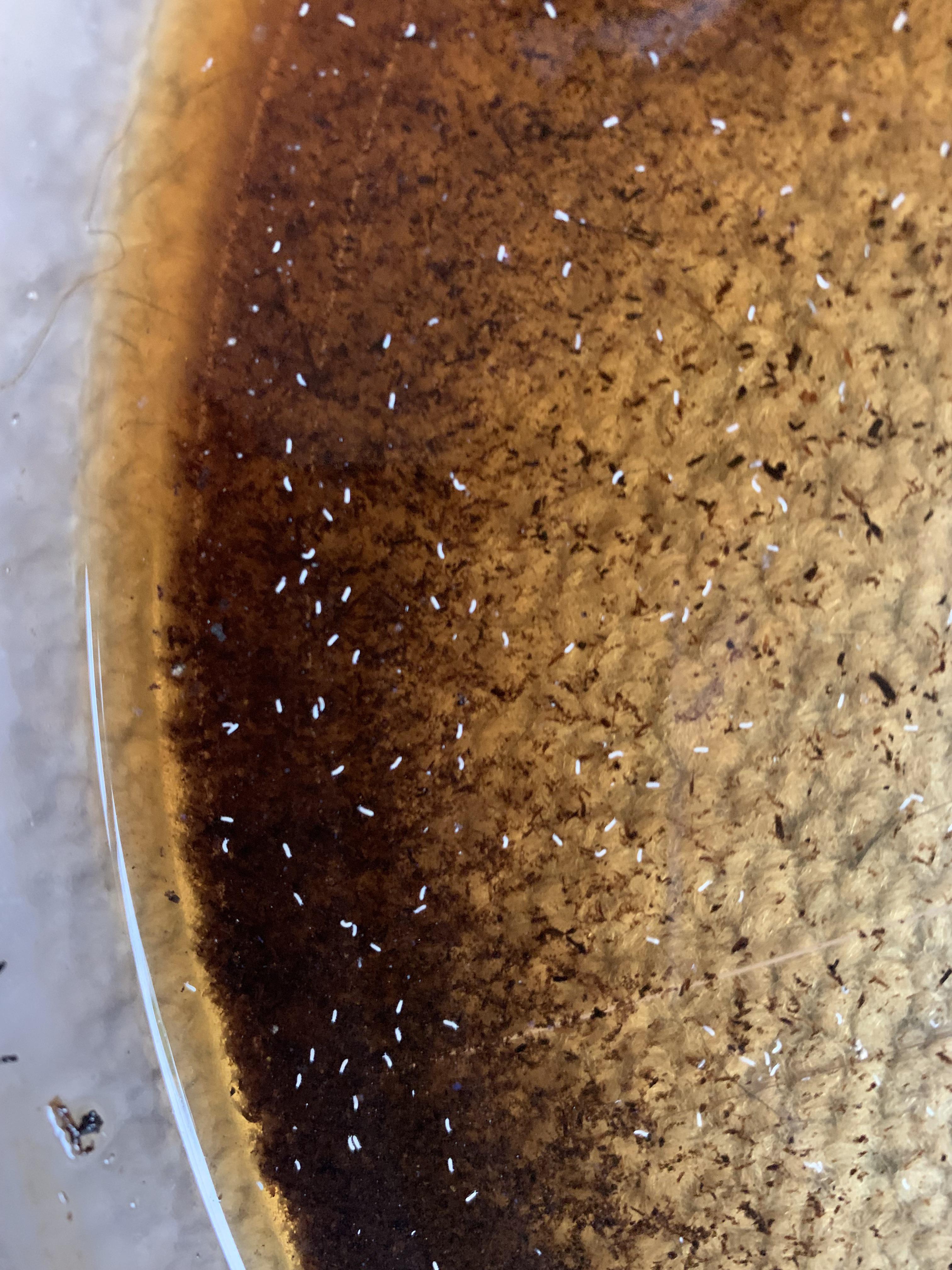 White stuff in water tray. Doesn’t look like bugs but I could be wrong