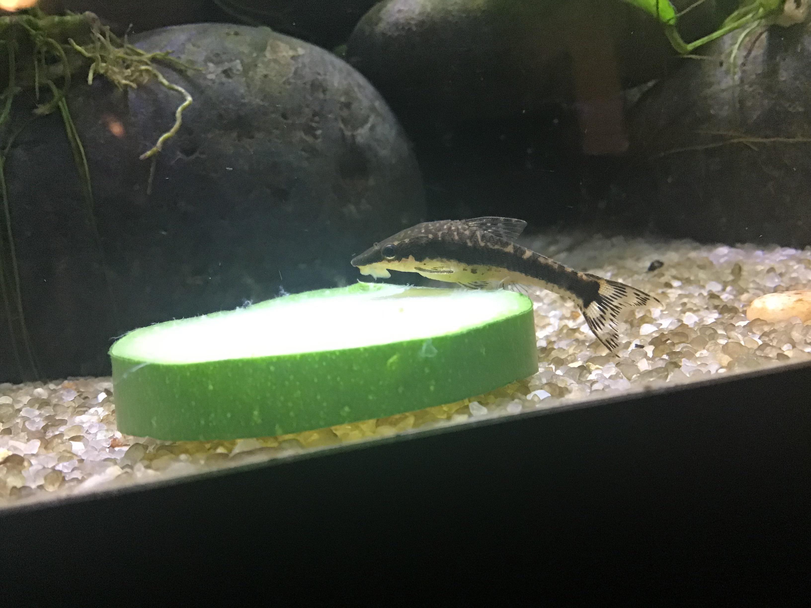 I finally tried blanched zucchini for my Otto’s and the results are