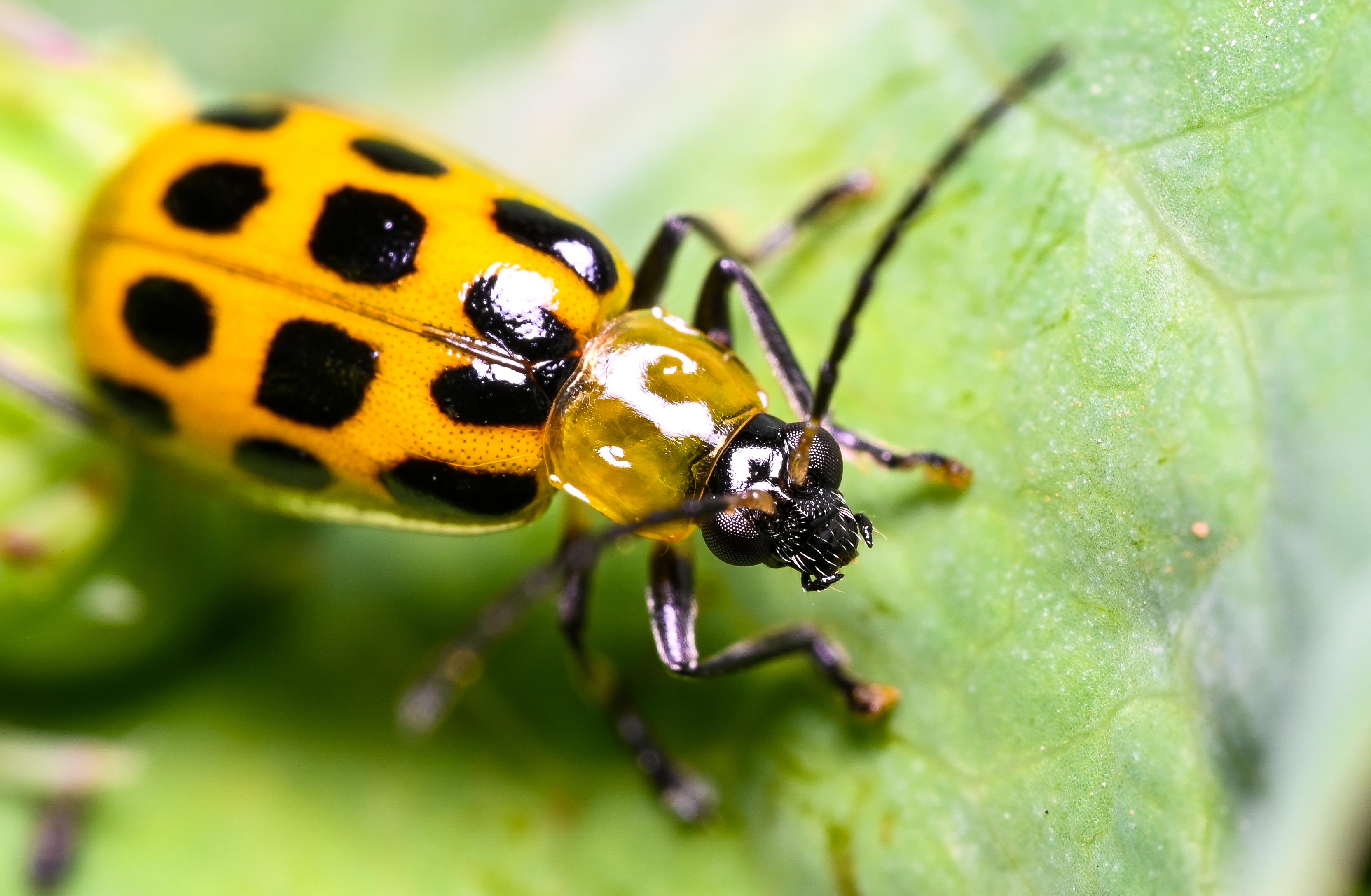 Bean Leaf Beetle r/macro