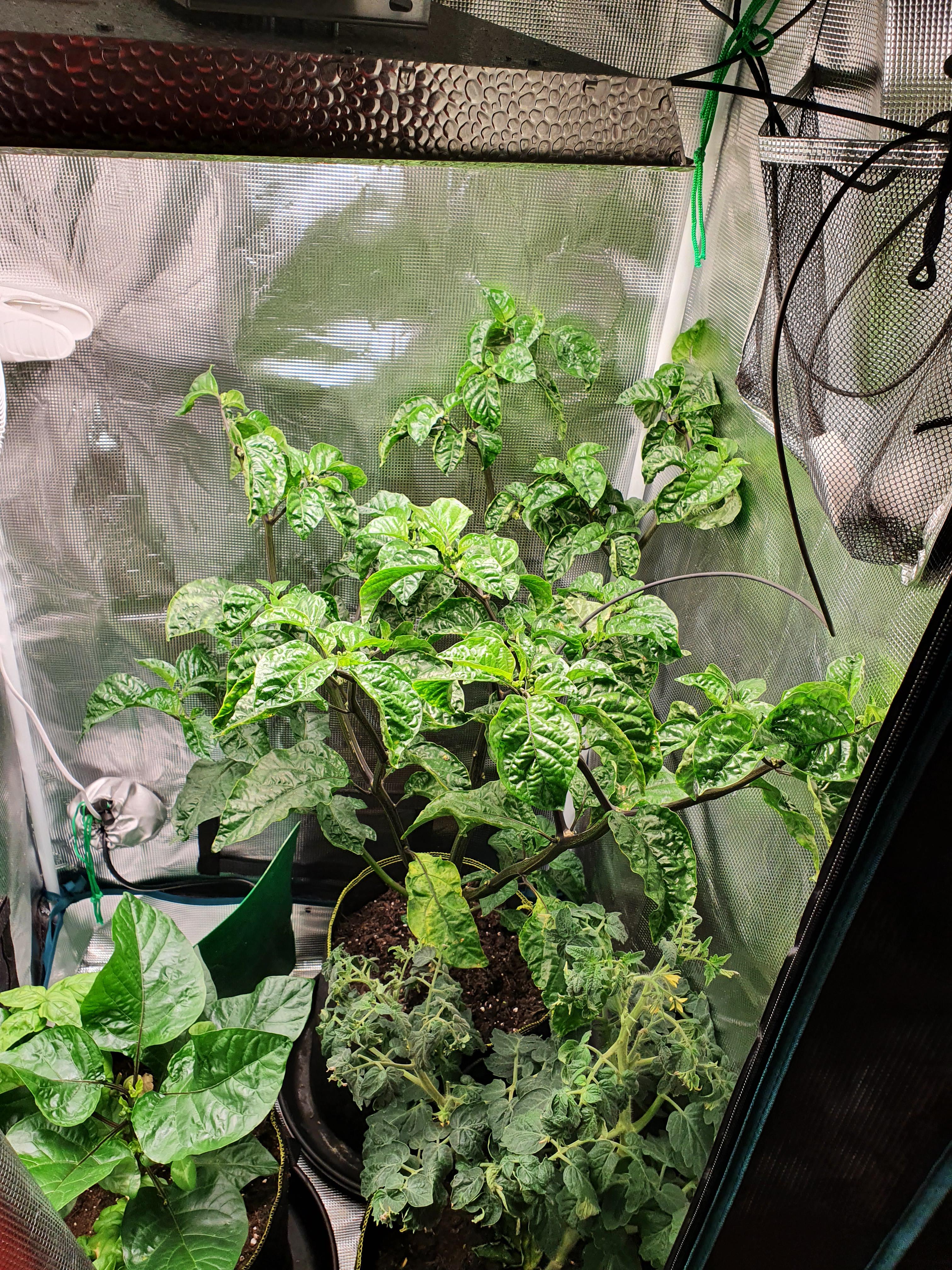 Flowers falling off and old leaves yellowing! Carolina reaper more info