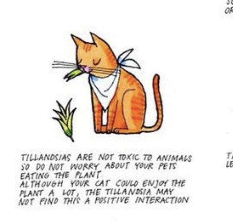 credit Tillherbacaeli on etsy ( r/airplants