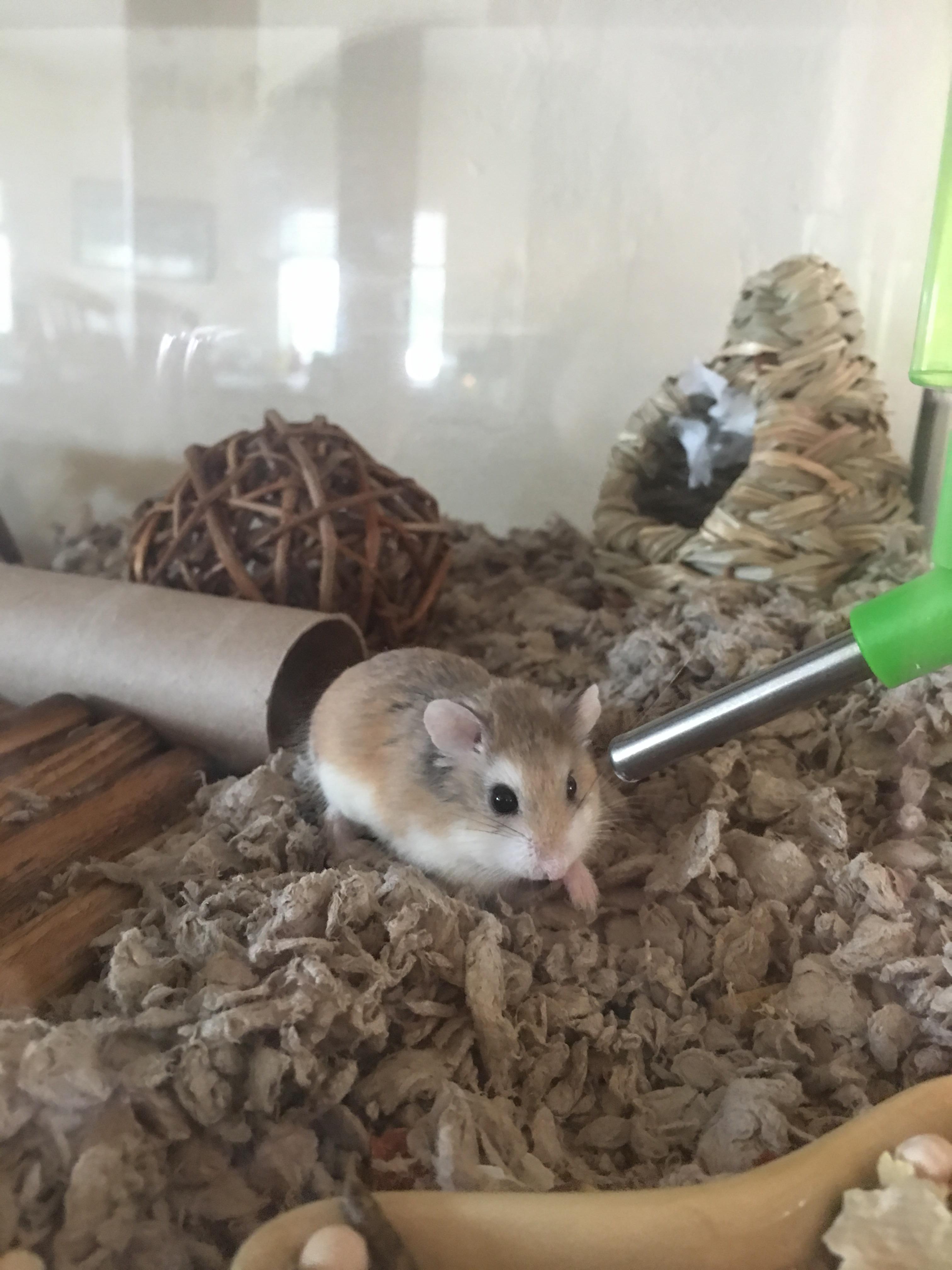 Caught her before she went to sleep for the night! r/hamsters