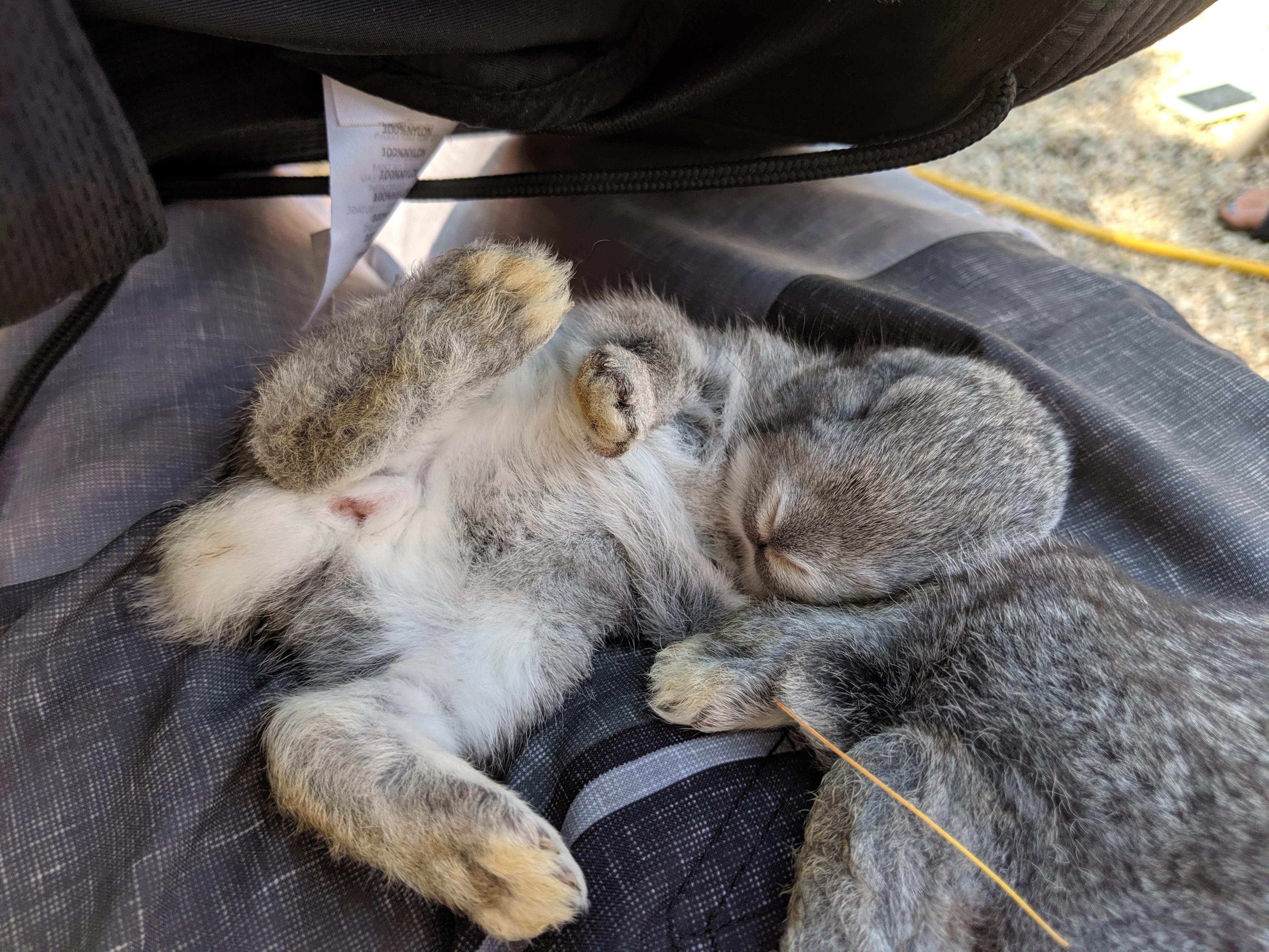 The best part of raising rabbits are the babies. r/homestead