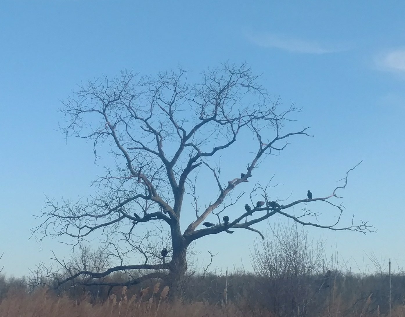 Kill 4 turkey vultures daily challenge. Wait, this is real life, and not RDR2 . Lol r