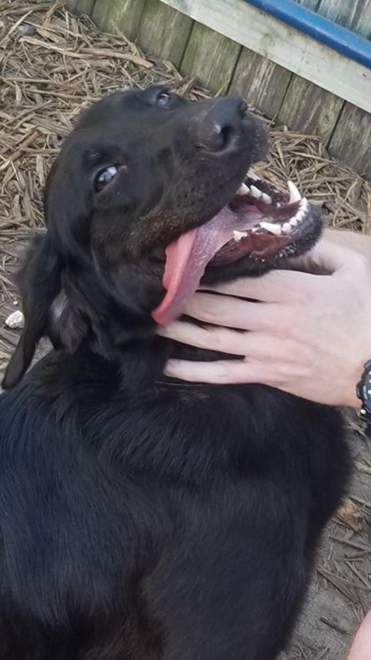 Why Do Dogs Eyes Roll Back