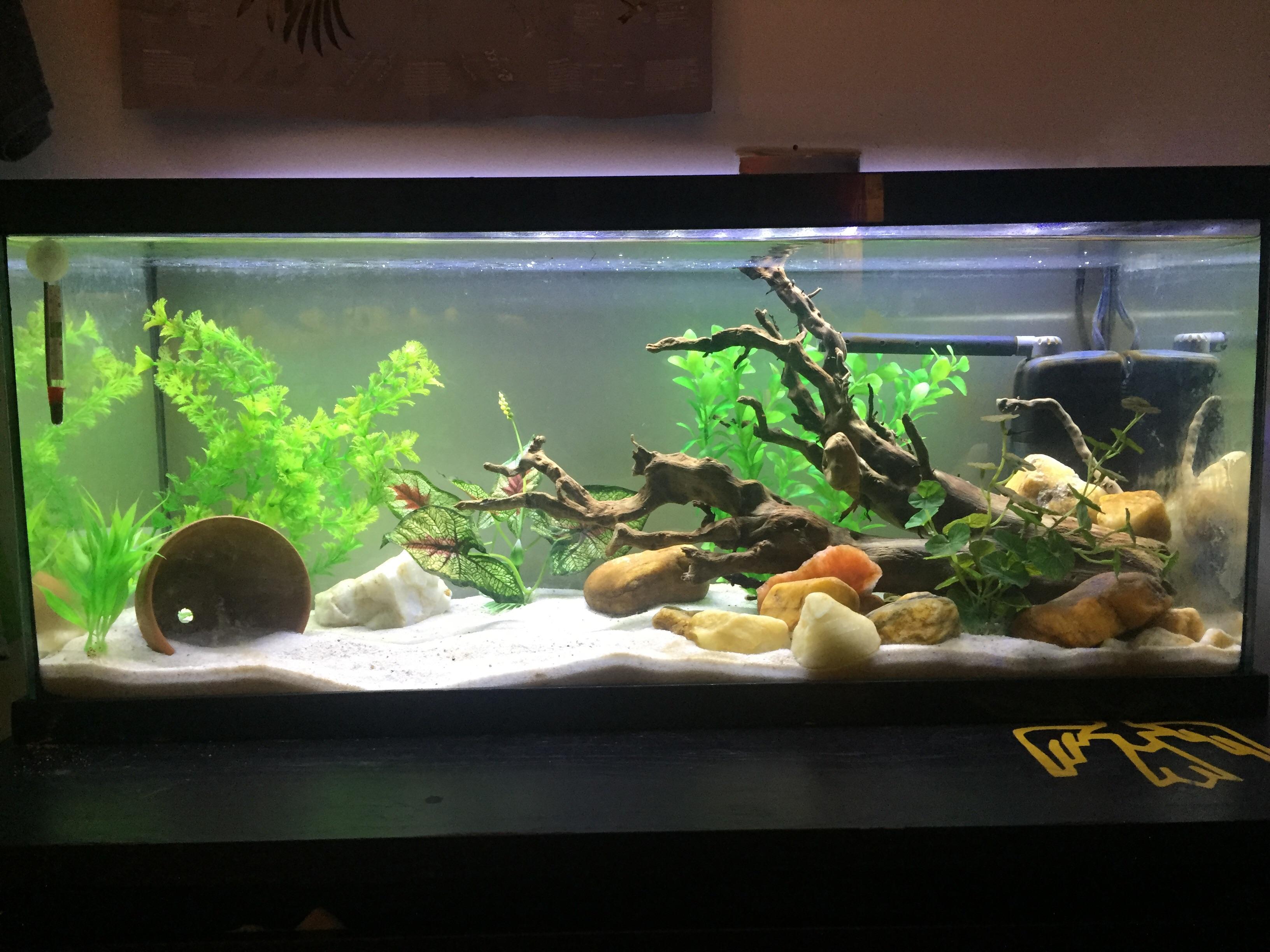 My new 20 gallon long r/Aquariums