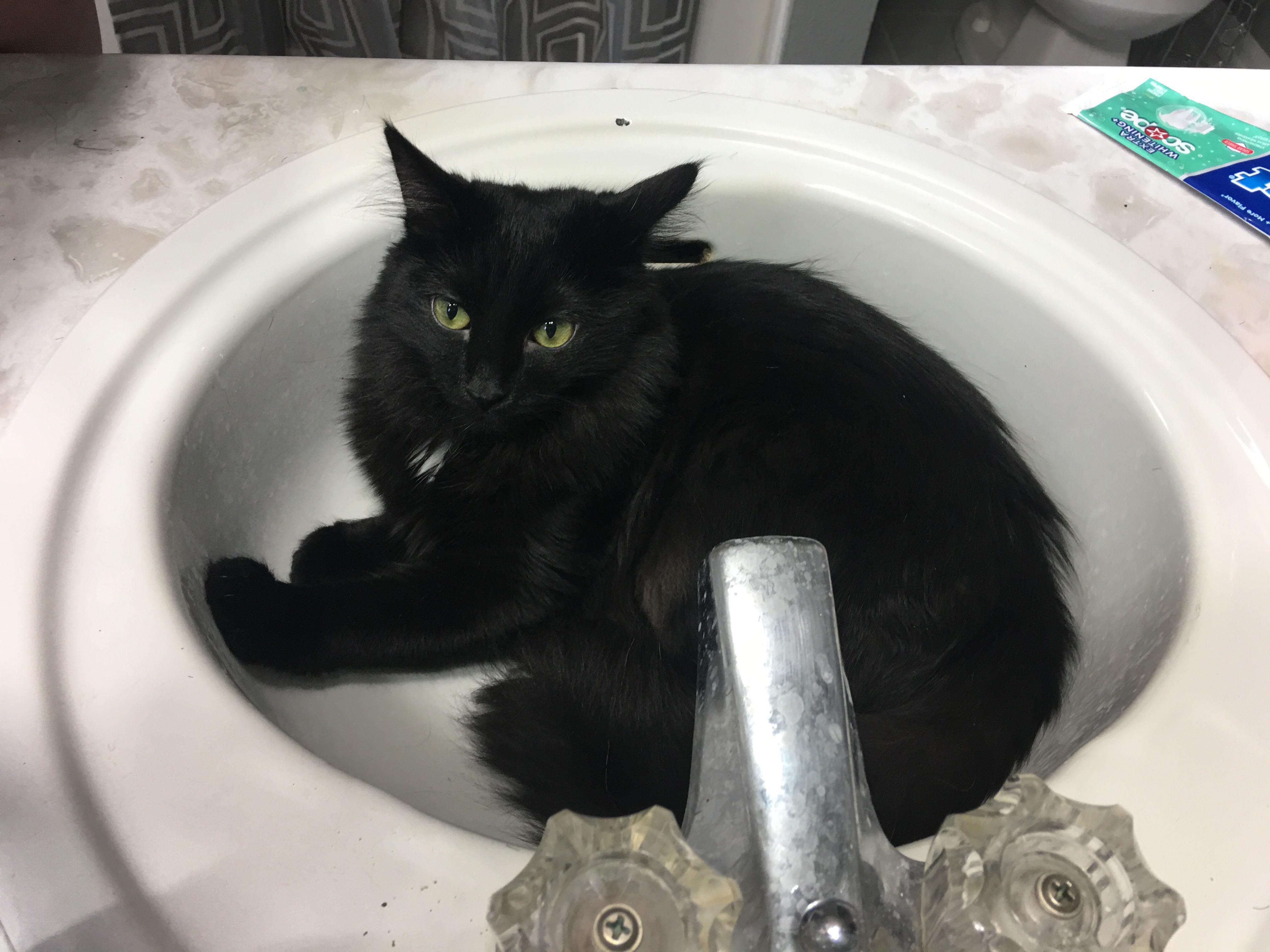 Luna hopes the white spot on her chest doesn’t disqualify her from r