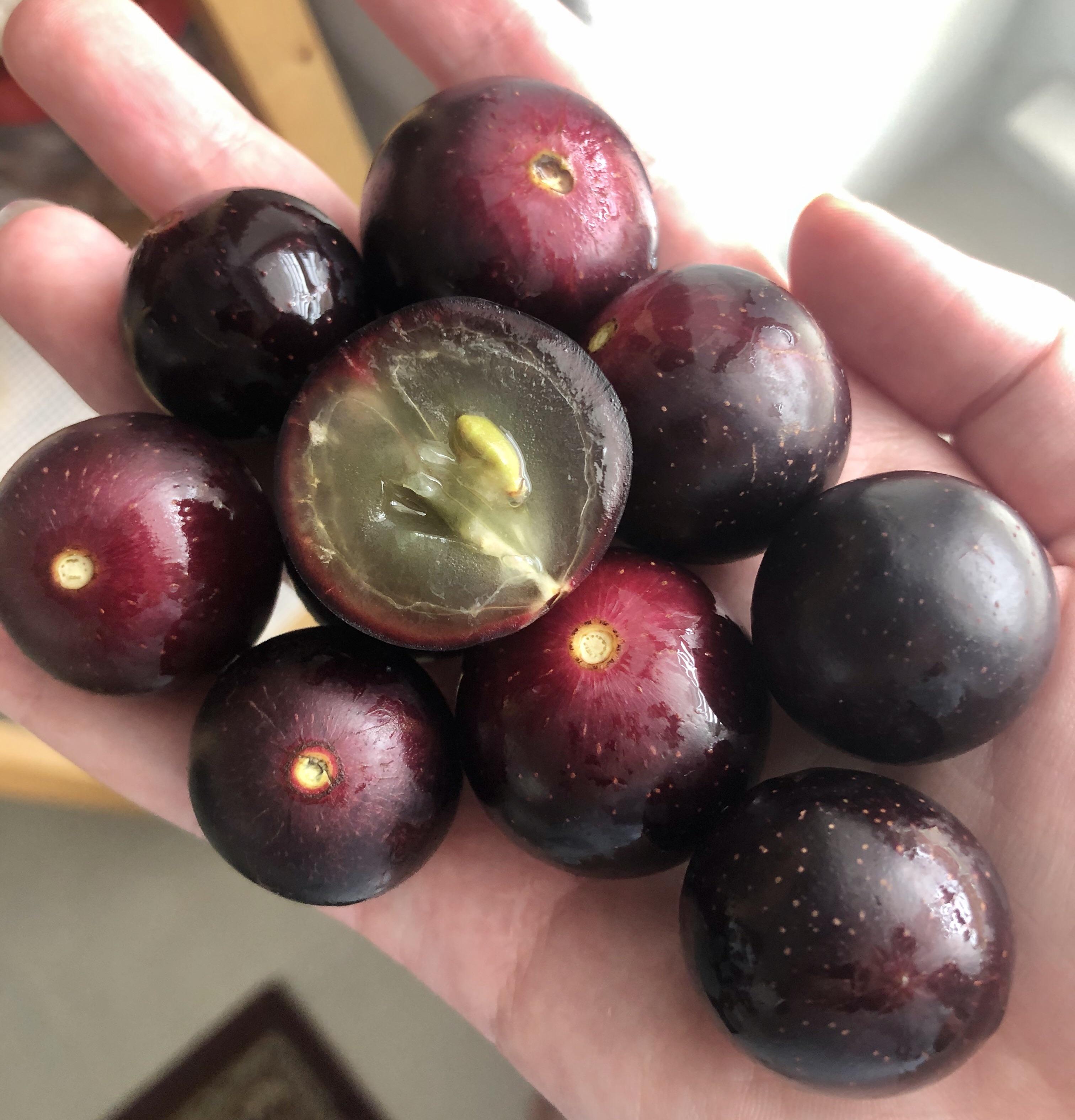 Muscadine grapes r/fruit