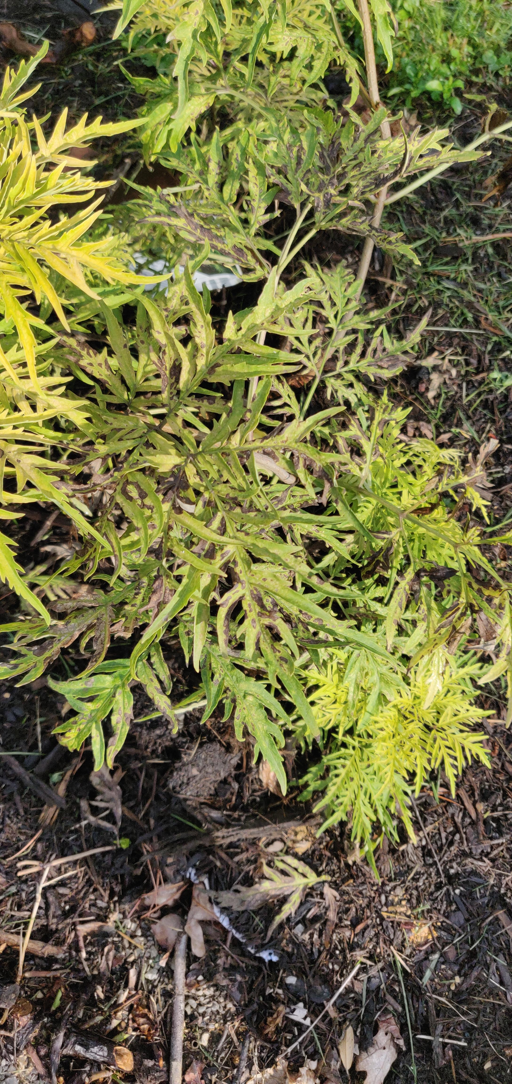 I just got this Lemony Lace Sambuca (Elderberry). I just planted it and