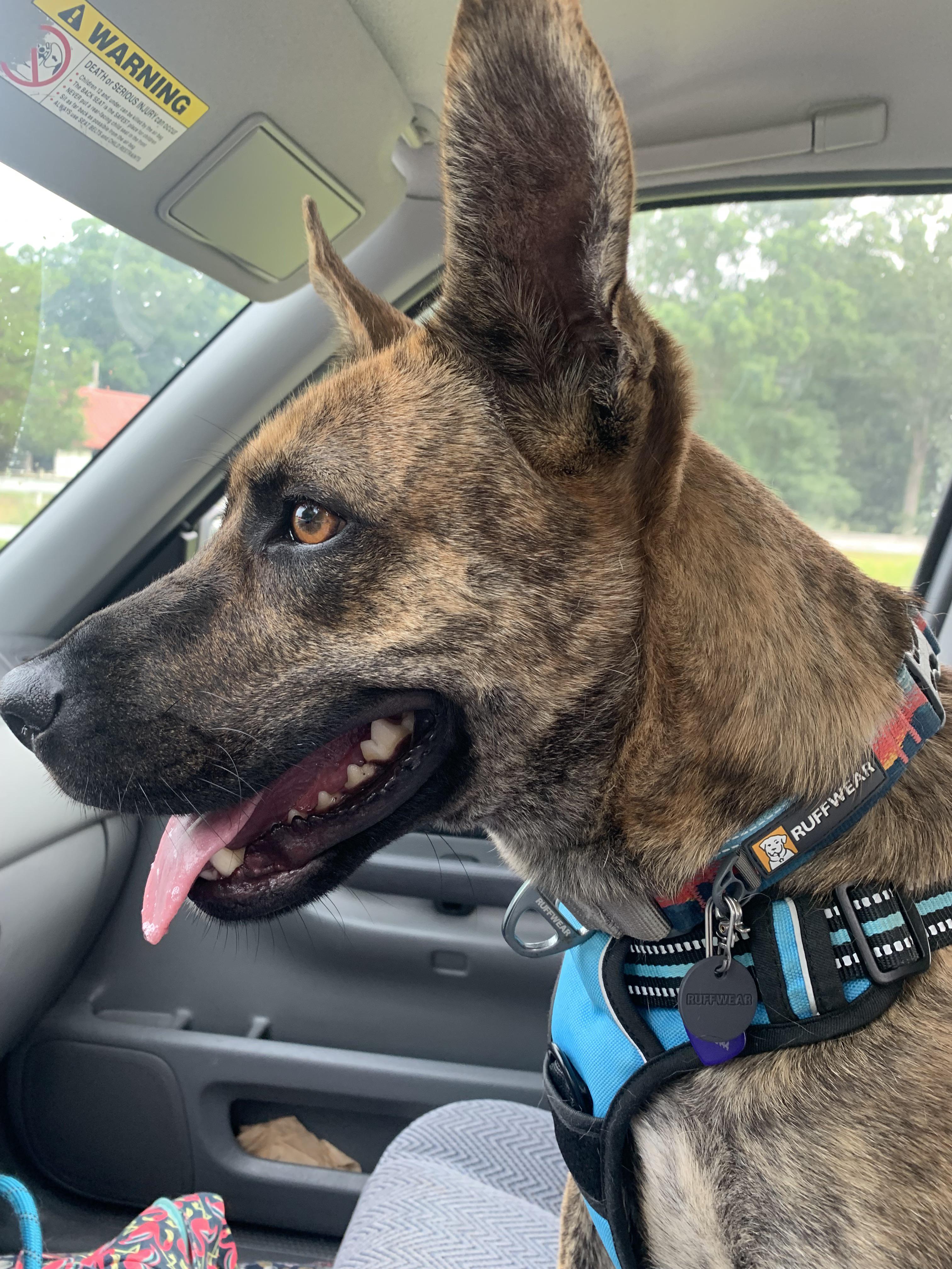 Suggestions for buying sturdy plush toys that don’t have squeakers? My