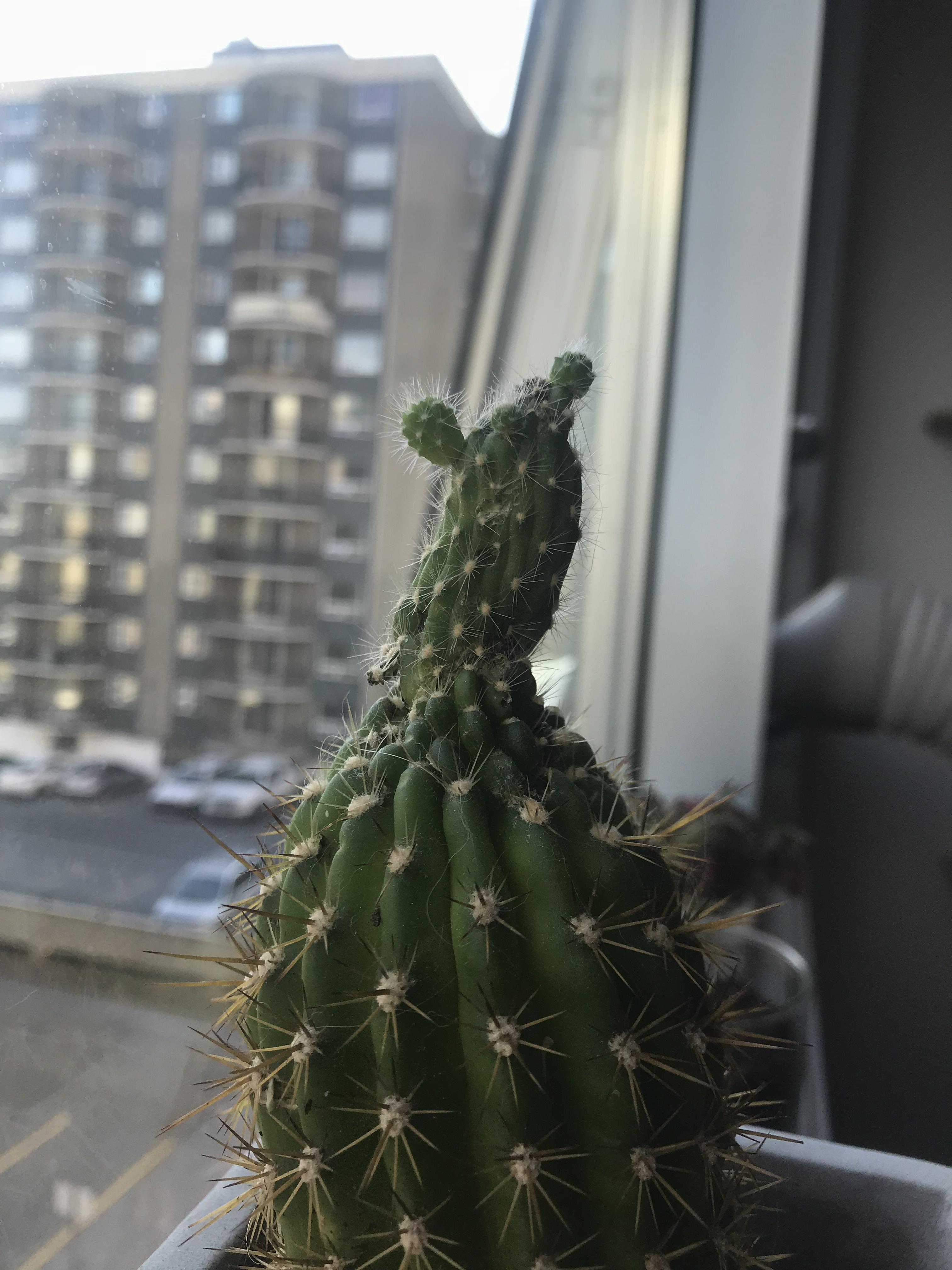 My cat ate the top of my cactus, so it grew another one on top, and