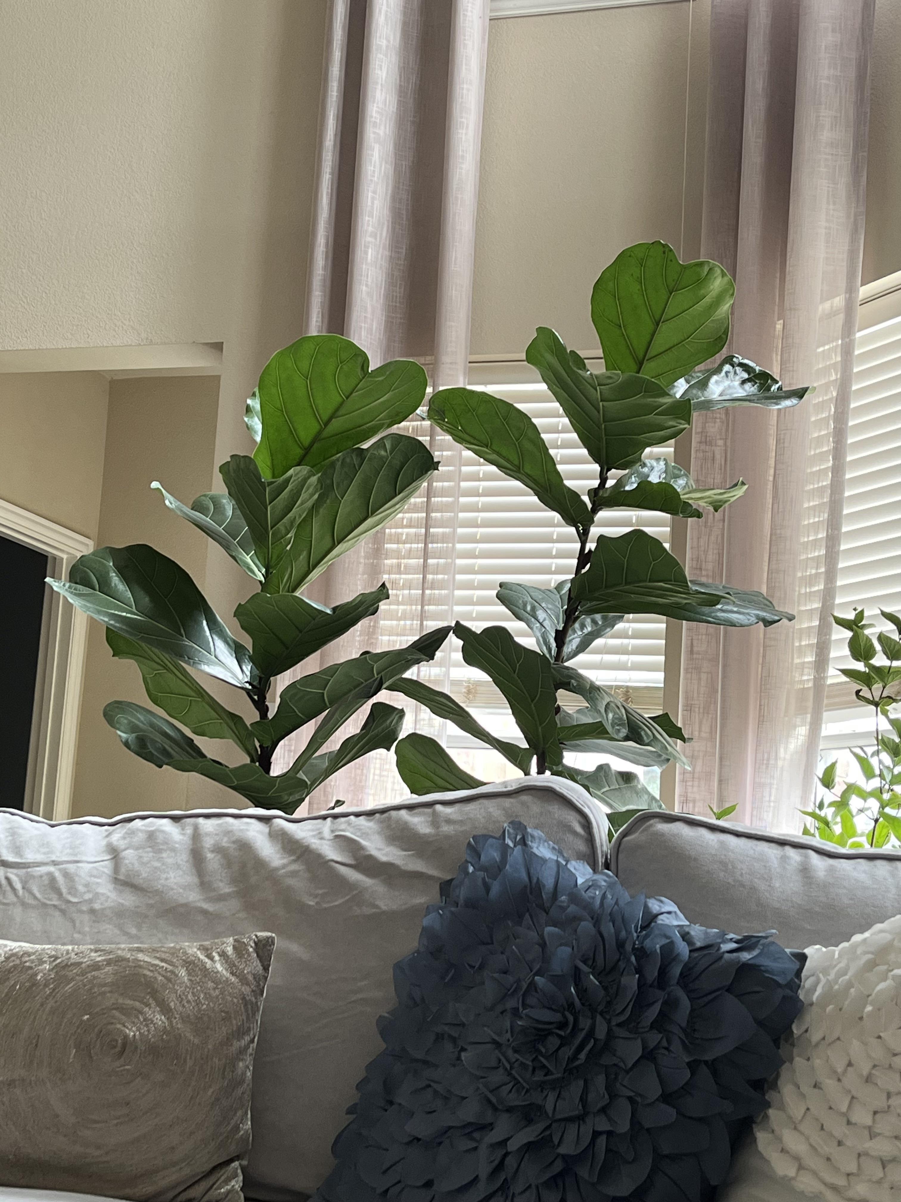 No flower or fruit on this tree r/notinteresting