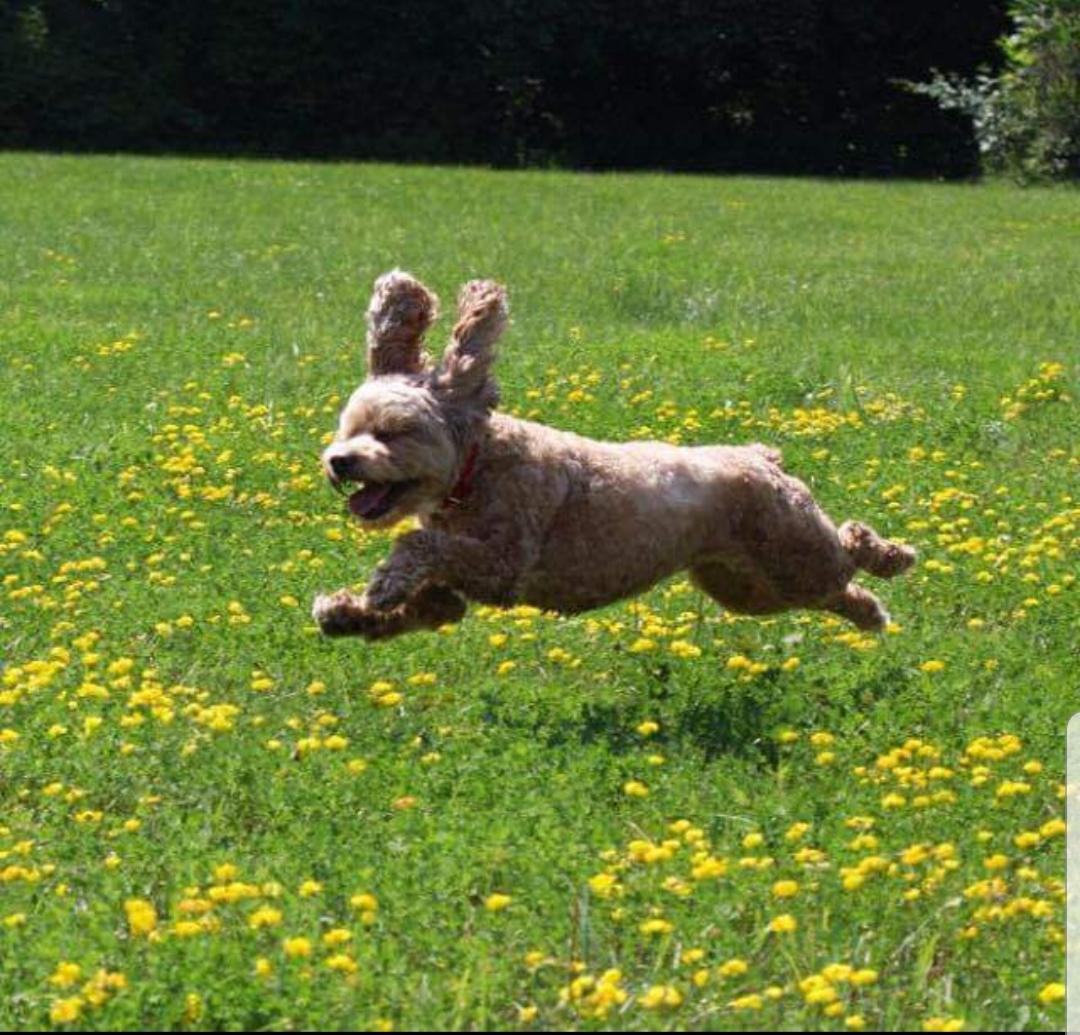 My friend's dog, Bailey. Certified zoomer r/Zoomies