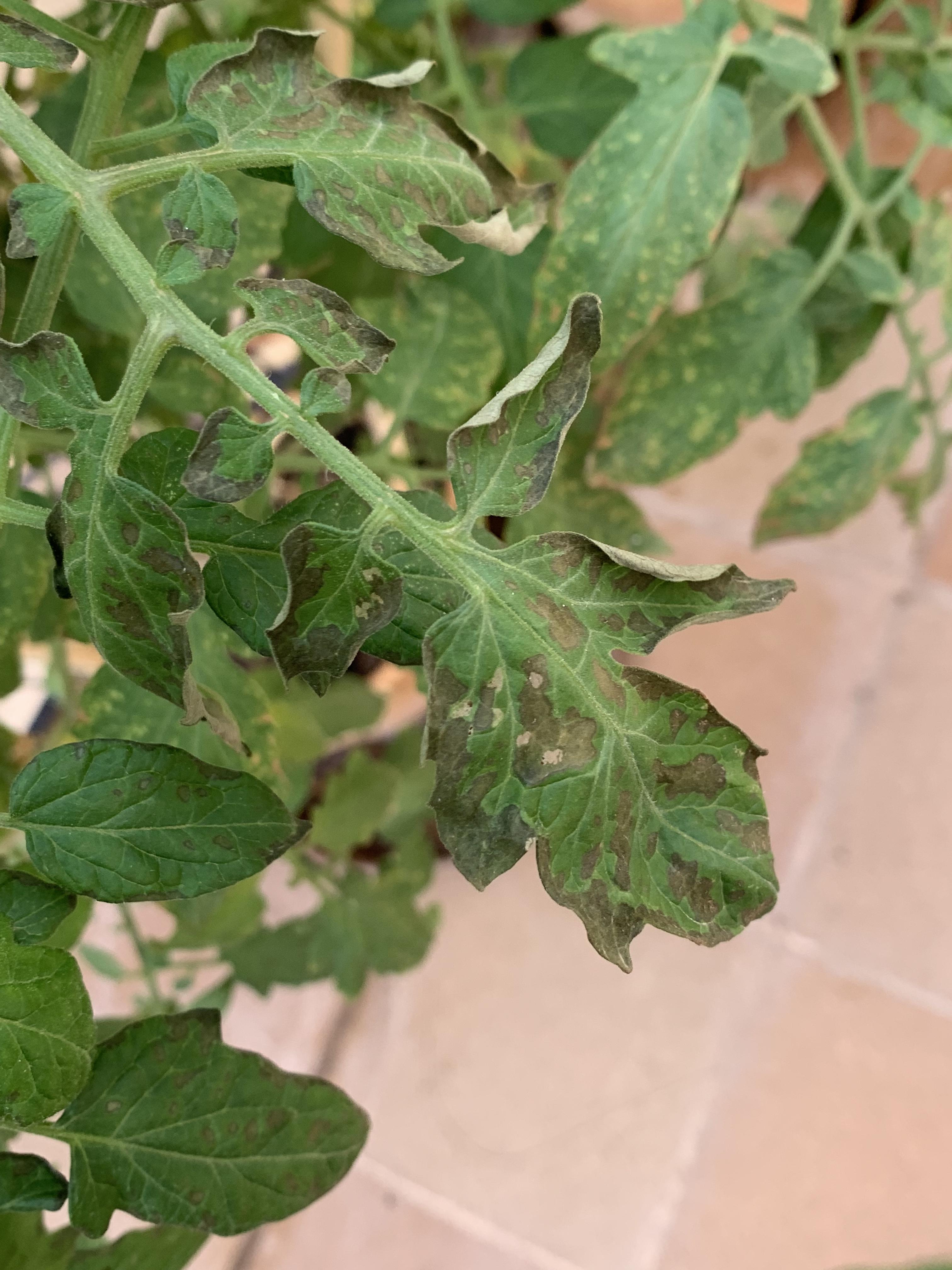 Is this a fungus? : r/gardening